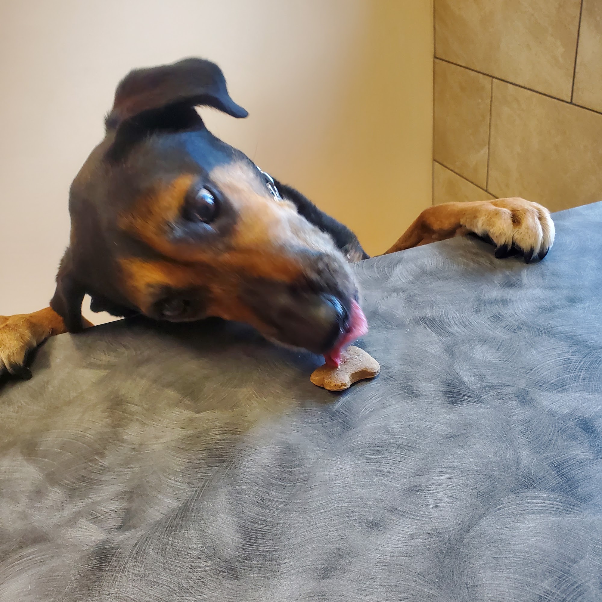 Brookside Animal Hospital Ogden