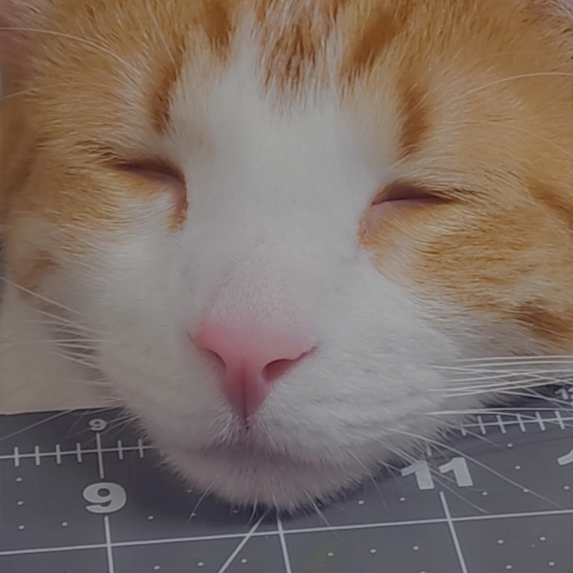 Millcreek Animal Hospital Ogden