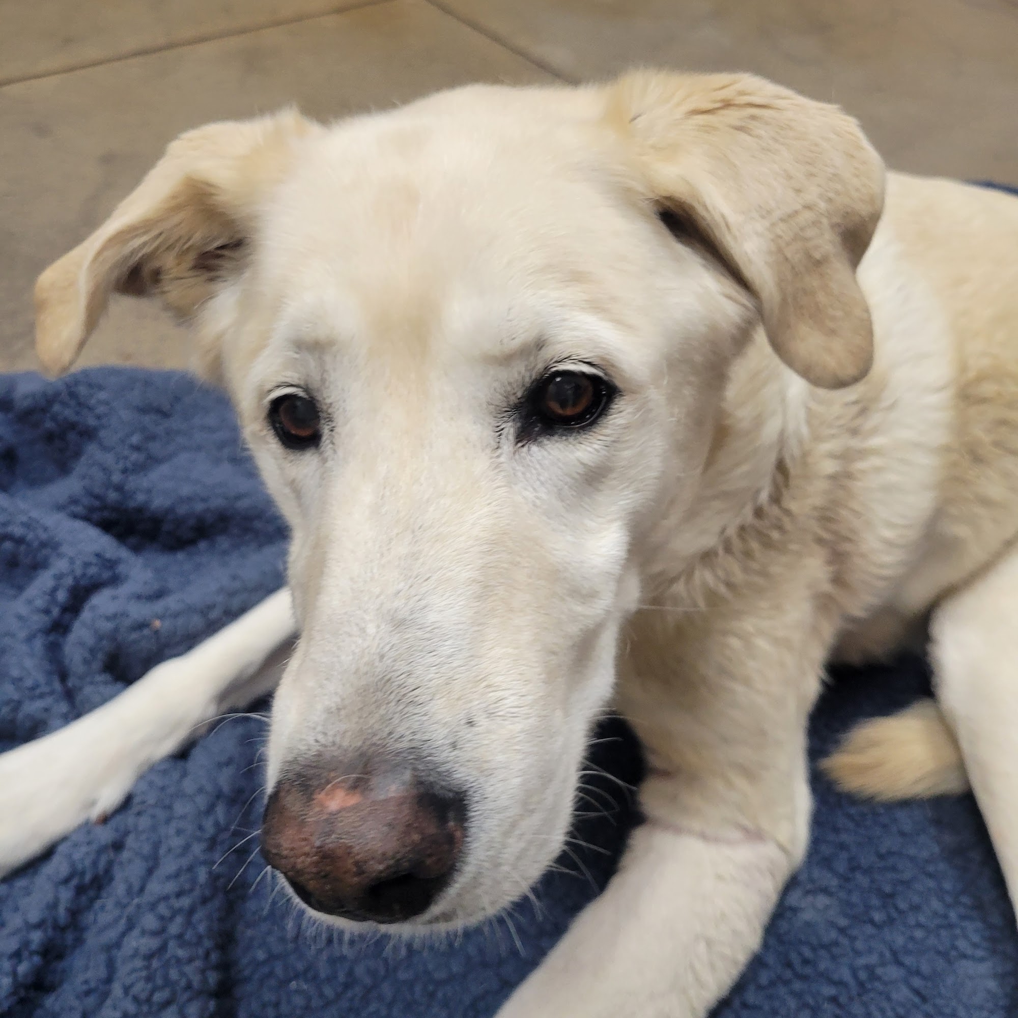 Farr West Animal Hospital Ogden