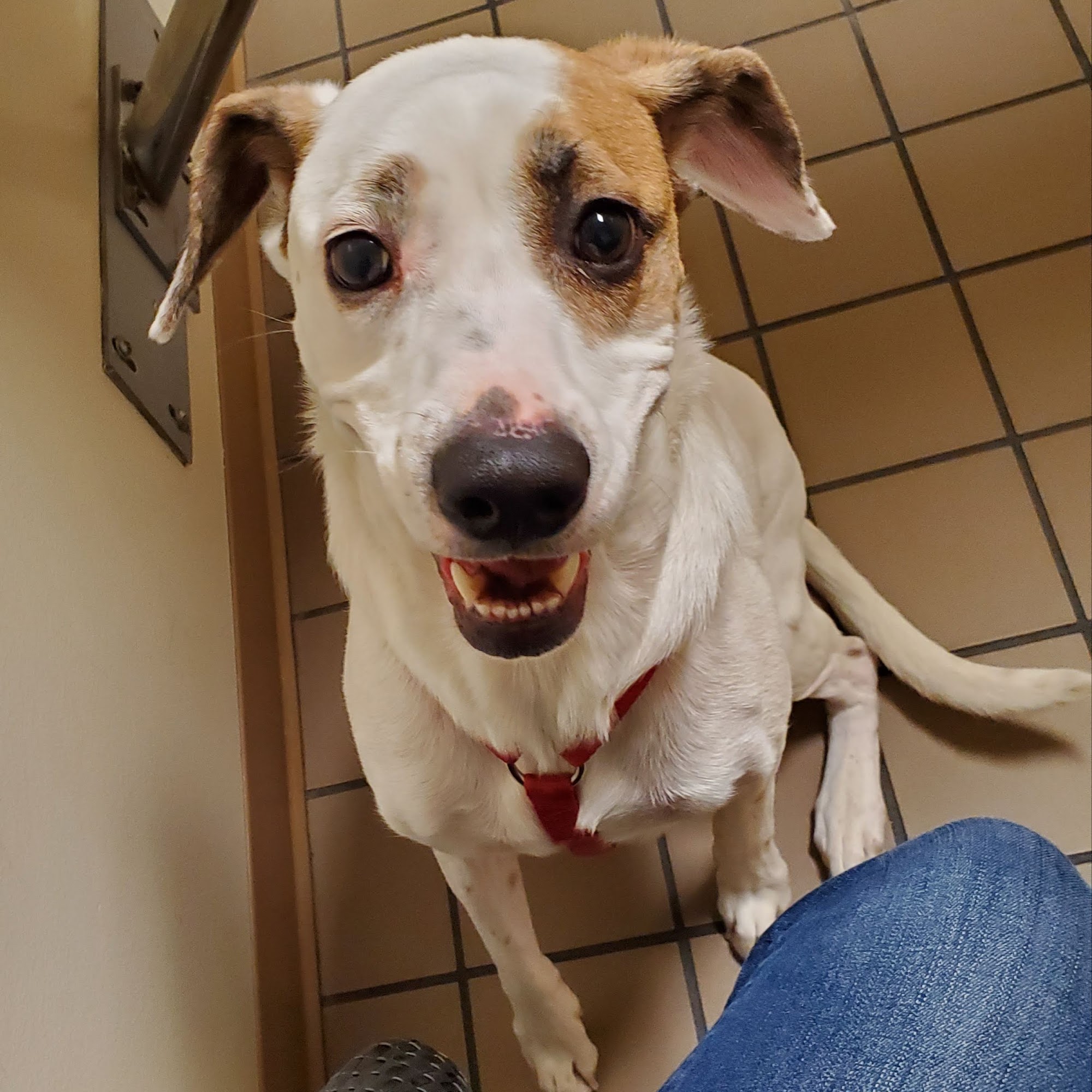 North Ogden Animal Hospital Ogden