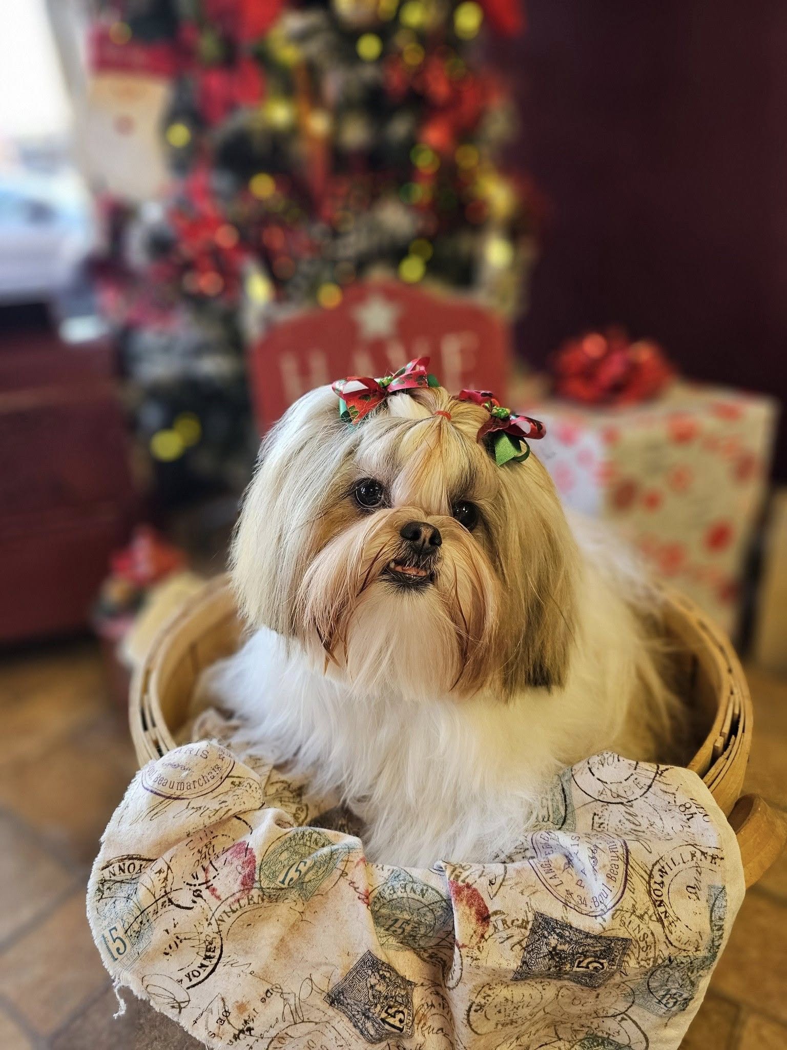 The Laundro Mutt Ogden