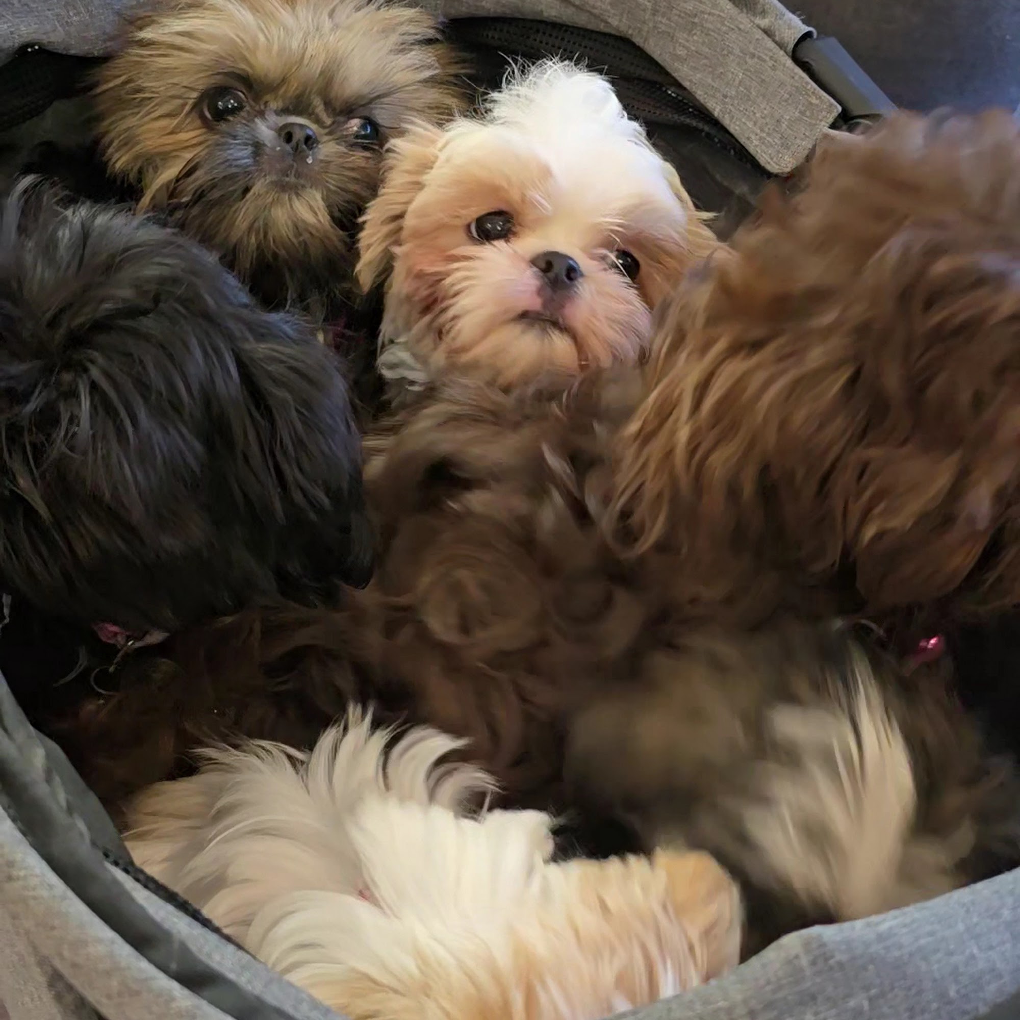 Animal Medical Services Orem