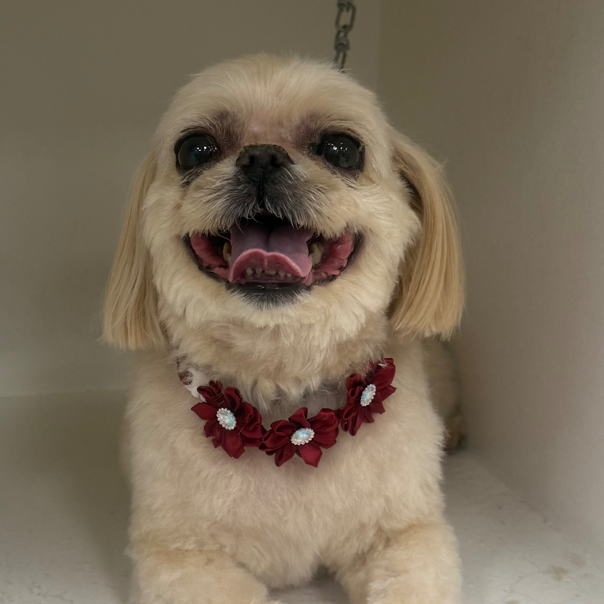 Stylin Pets Salon Orem