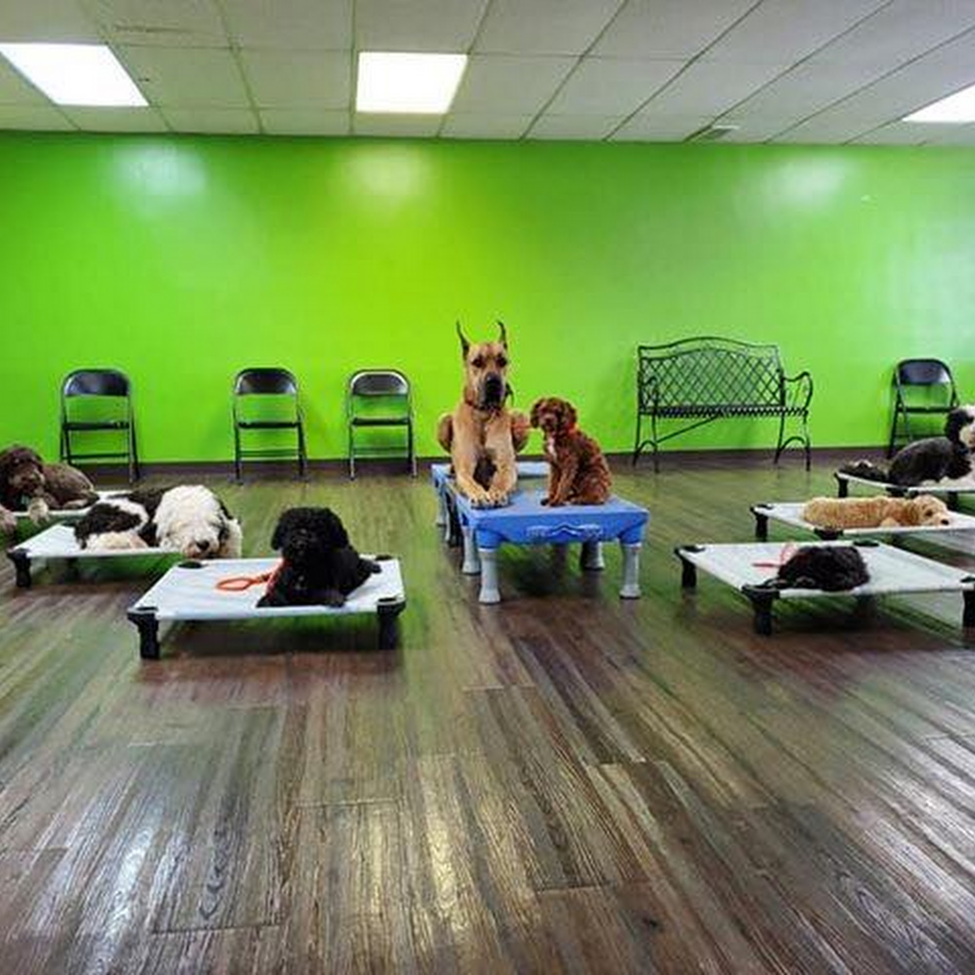 Wasatch Canine Camp Orem