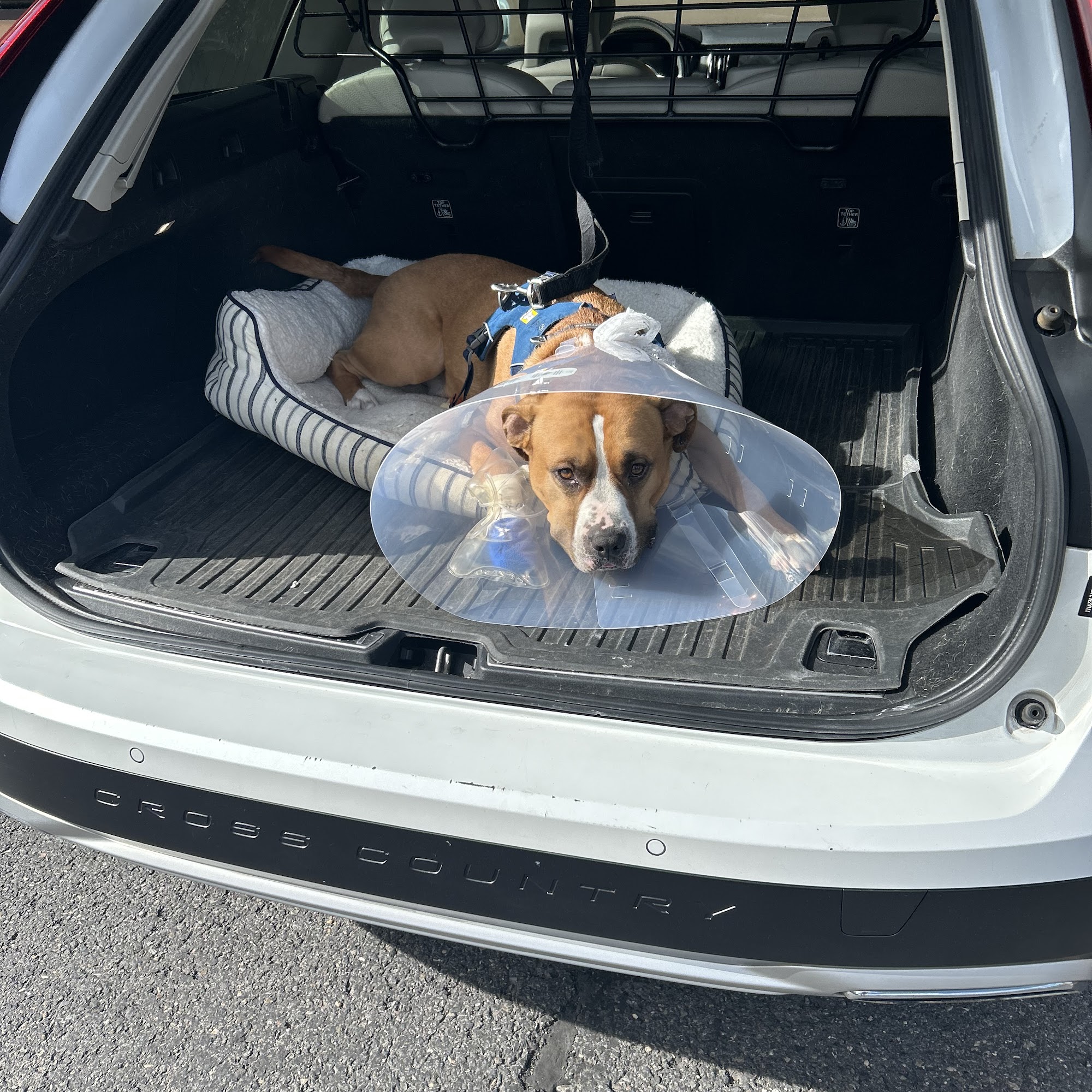 Silver Creek Animal Clinic Park City