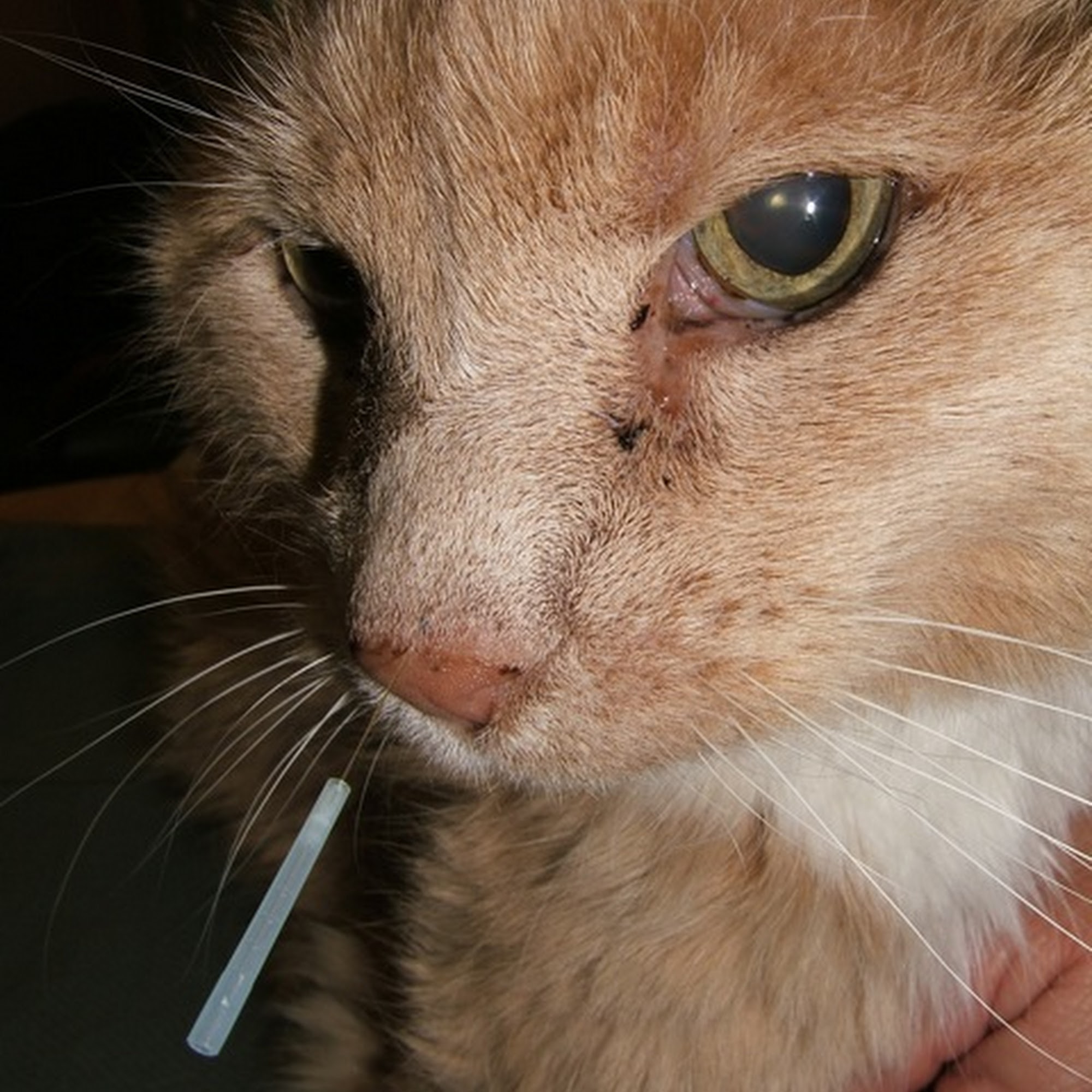 Animal Health VIPS (Veterinary Integrative & Performance Specialists) Park City