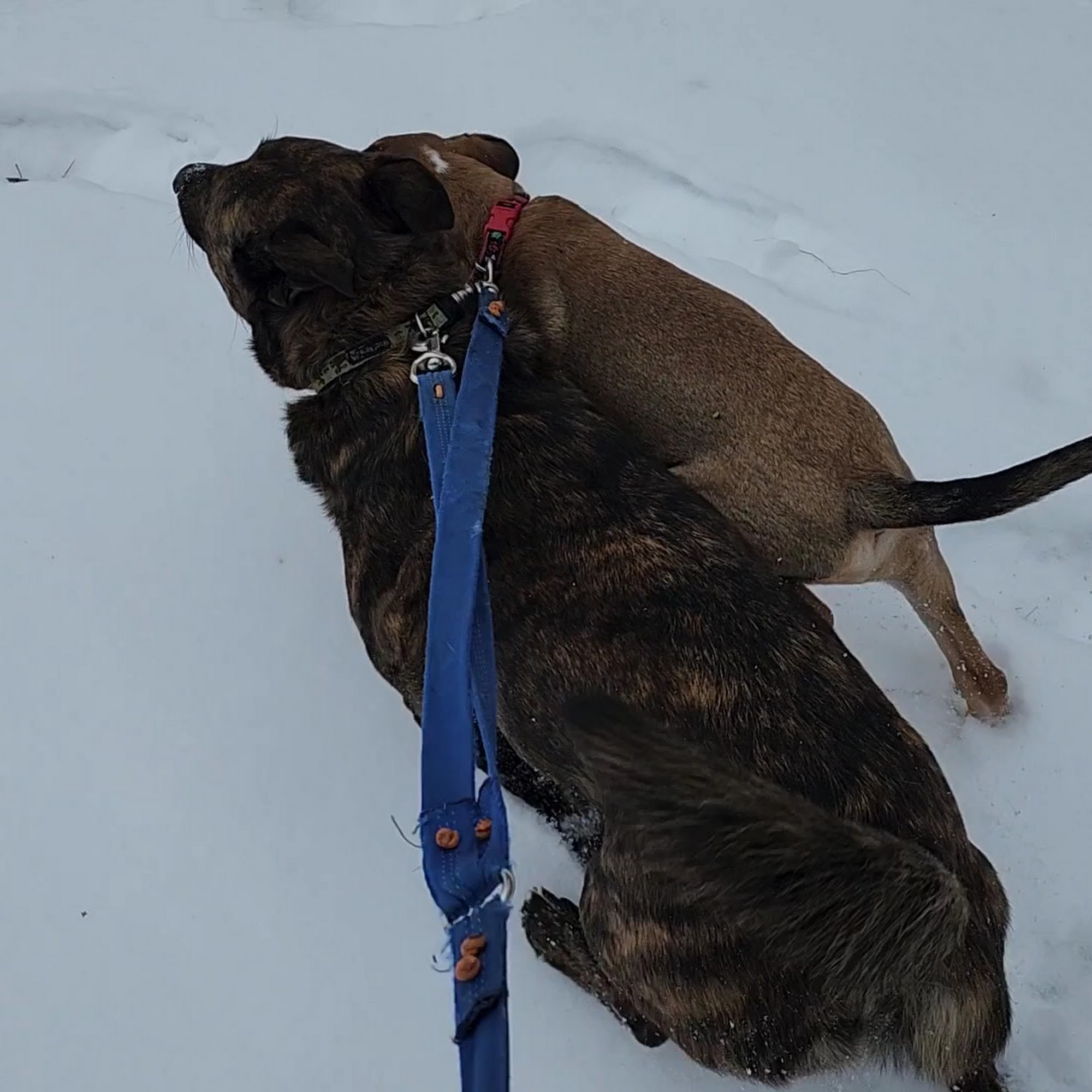 Nuzzles & Co. Pet Rescue and Adoption — Adoption Center Park City