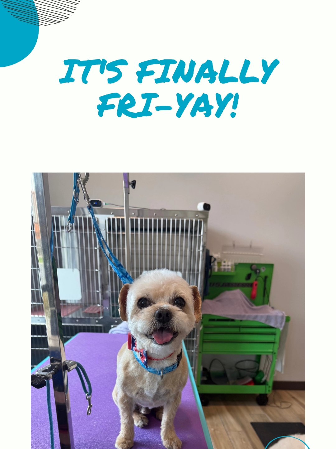 Pet Perfect Grooming Pleasant Grove