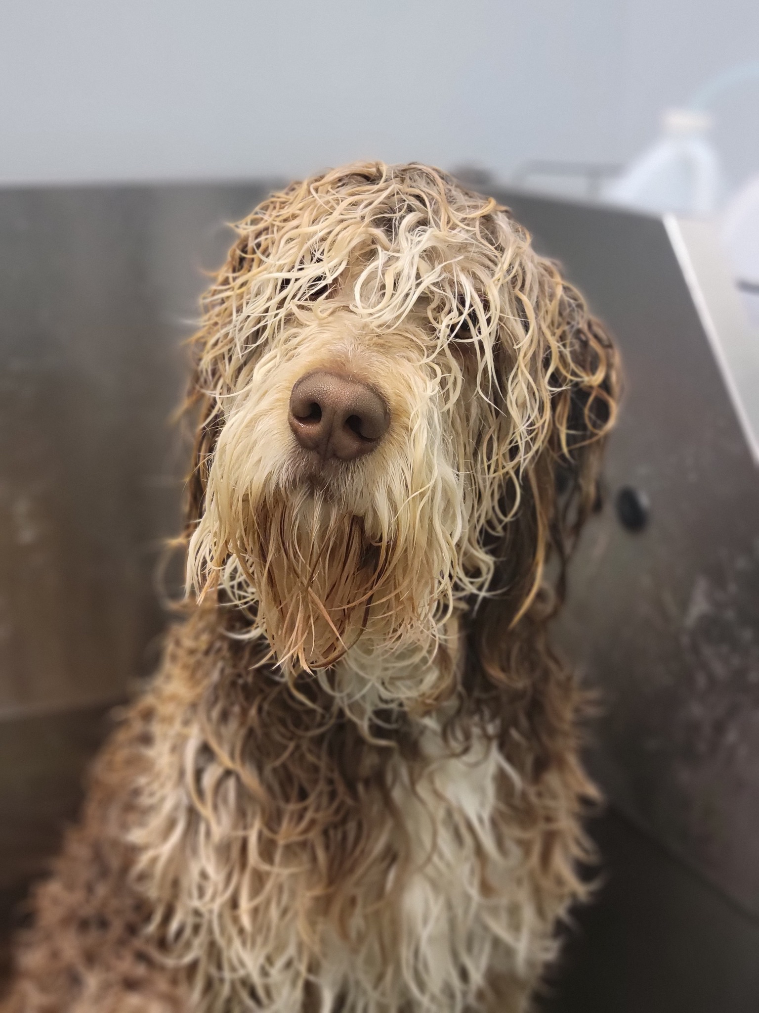 Doggie Doo’s Pleasant Grove