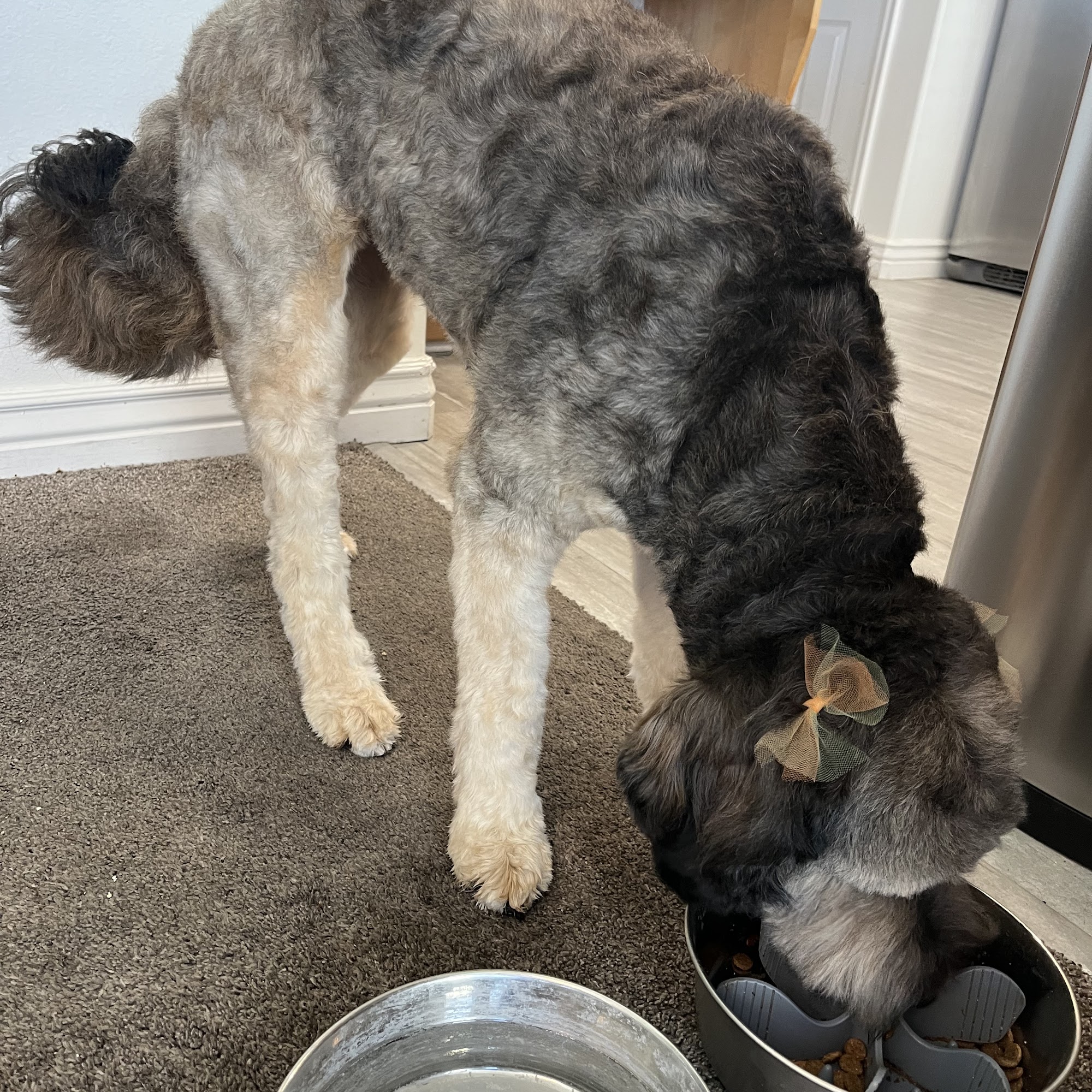 Doggie Doo’s Pleasant Grove