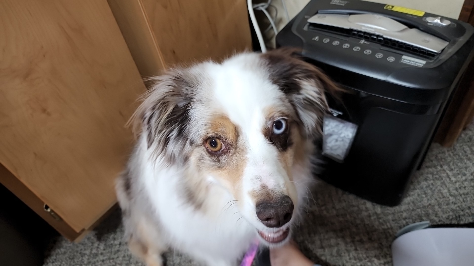 Petagree Grooming Price