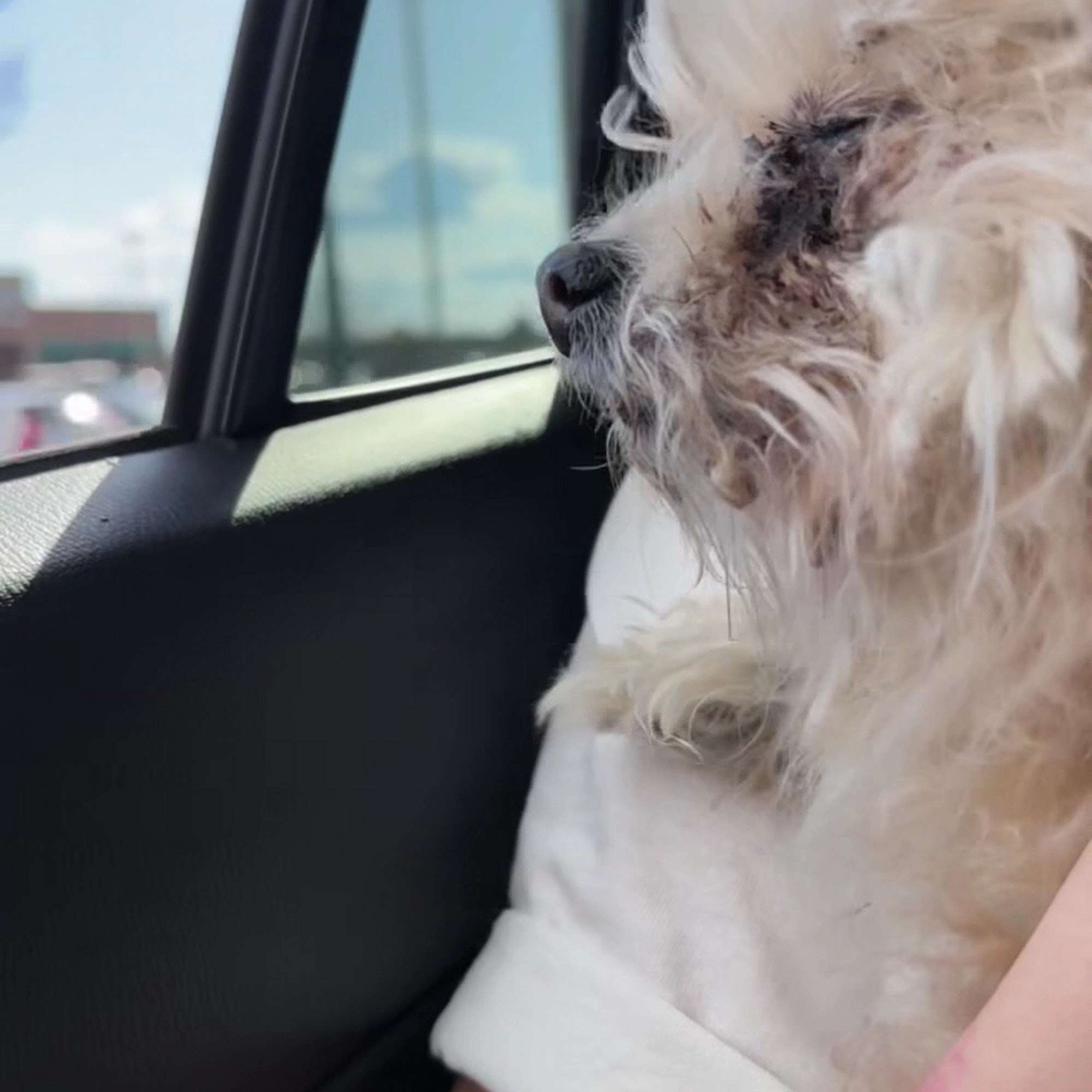 All About Pets Provo