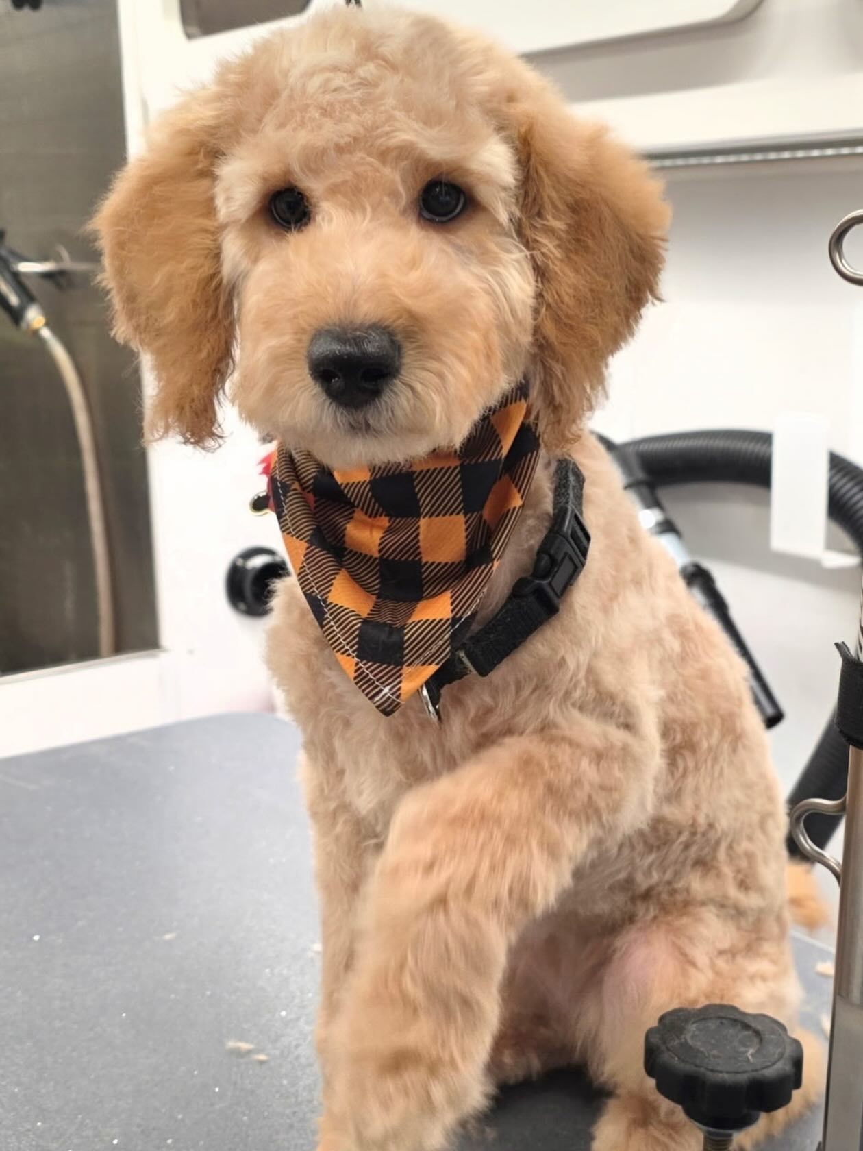 Unleashed Mobile Pet Grooming Provo