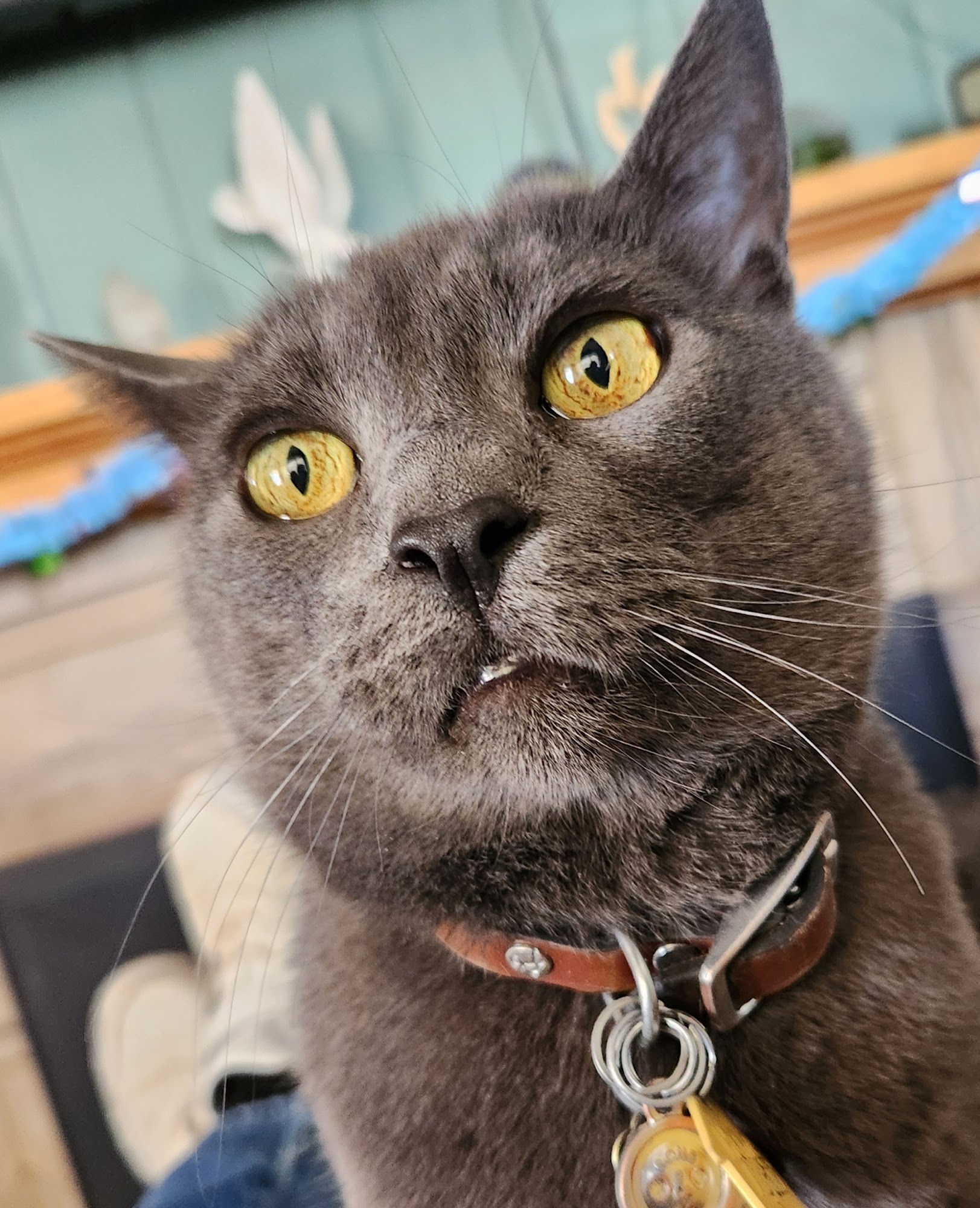 Sevier Valley Animal Clinic Richfield