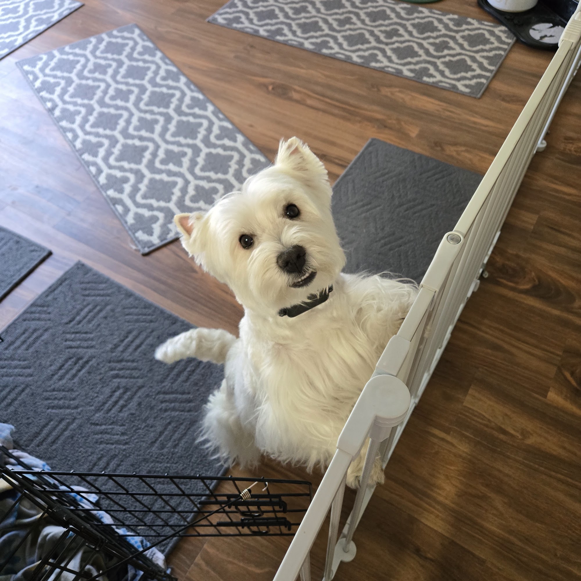 Riverton Veterinary Clinic Riverton