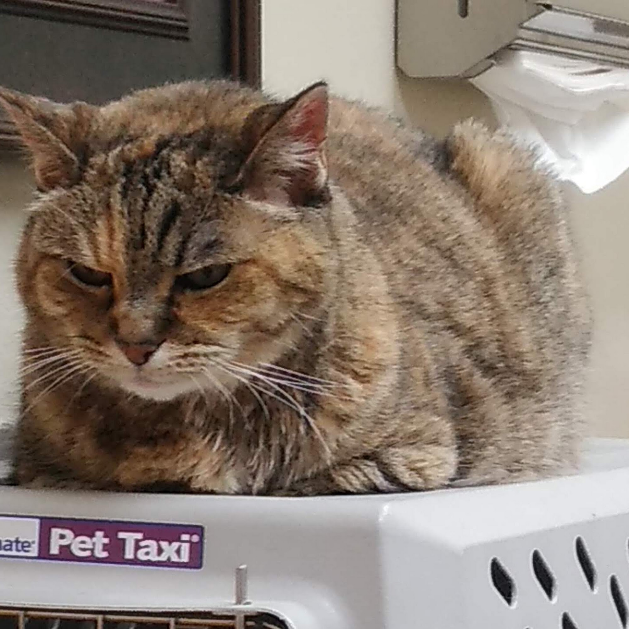 Animal Care Veterinary Hospitals (Roy) Roy