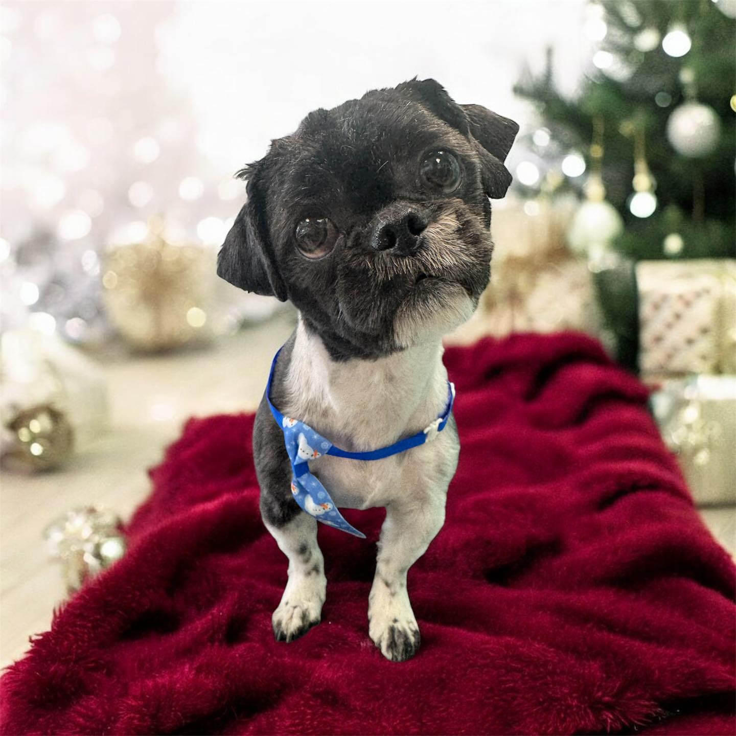 Affordable Pet Grooming Roy