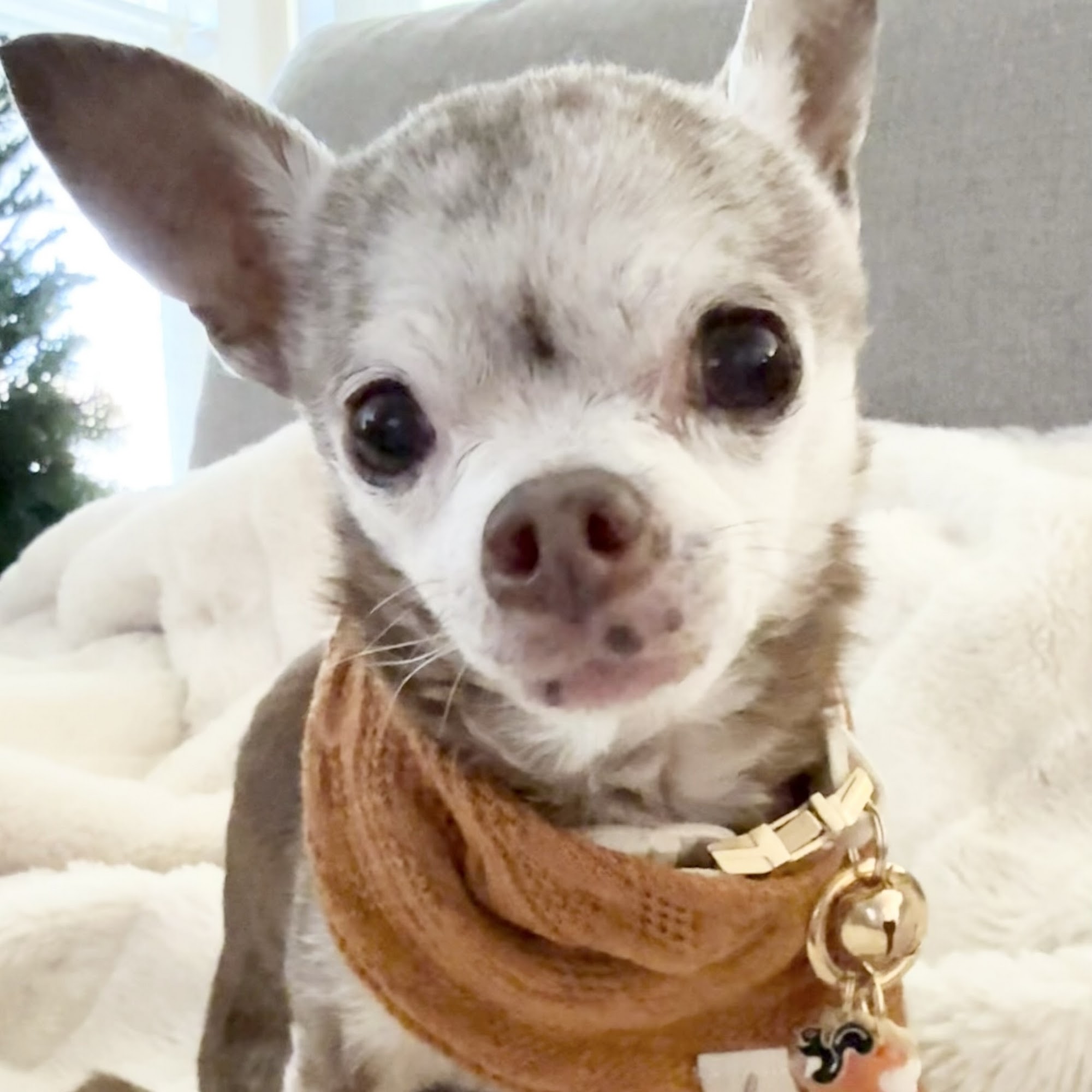 Holladay Veterinary Hospital Salt Lake City