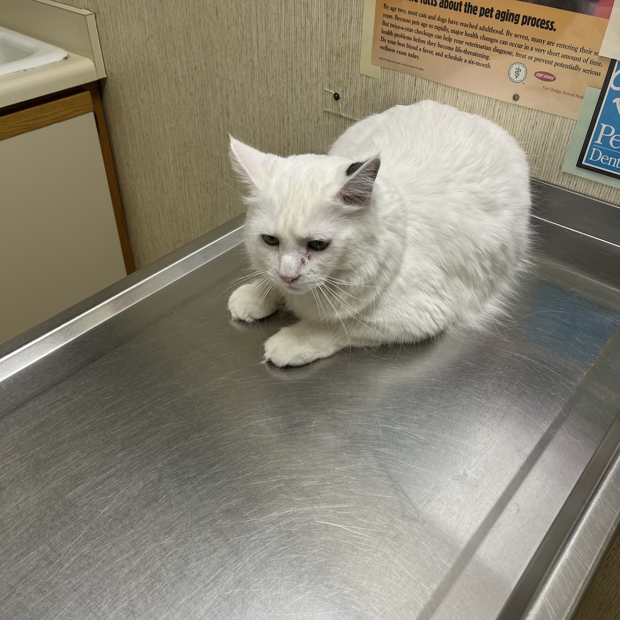 Town and Country Veterinary Hospital Salt Lake City