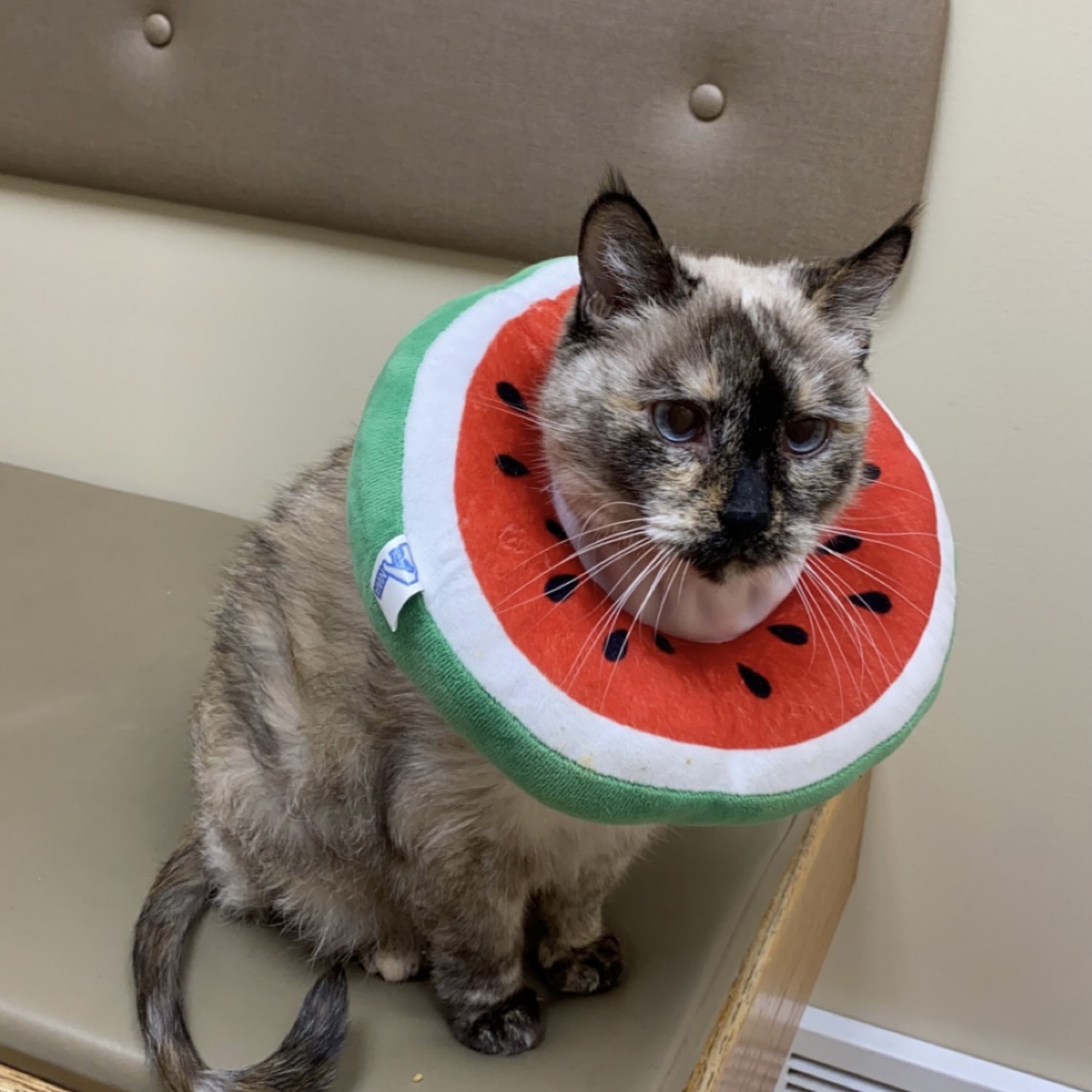 Dermatology for Animals - Salt Lake City Salt Lake City