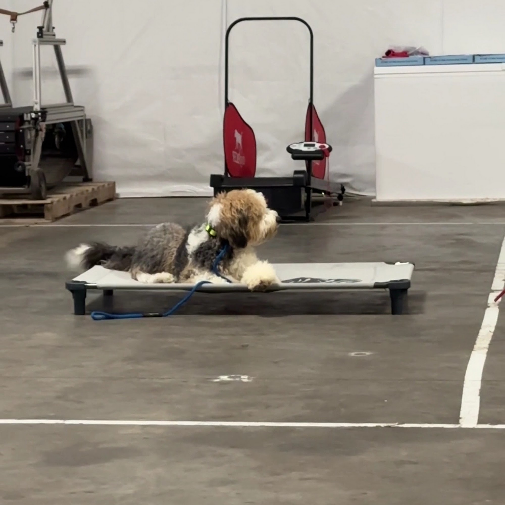 Innovative K9 Academy Salt Lake City