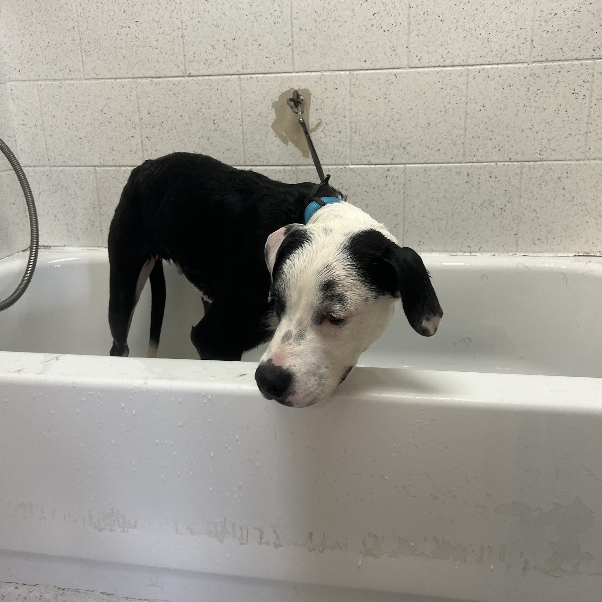 Dirty Johnson Self Services Dog Wsh Salt Lake City