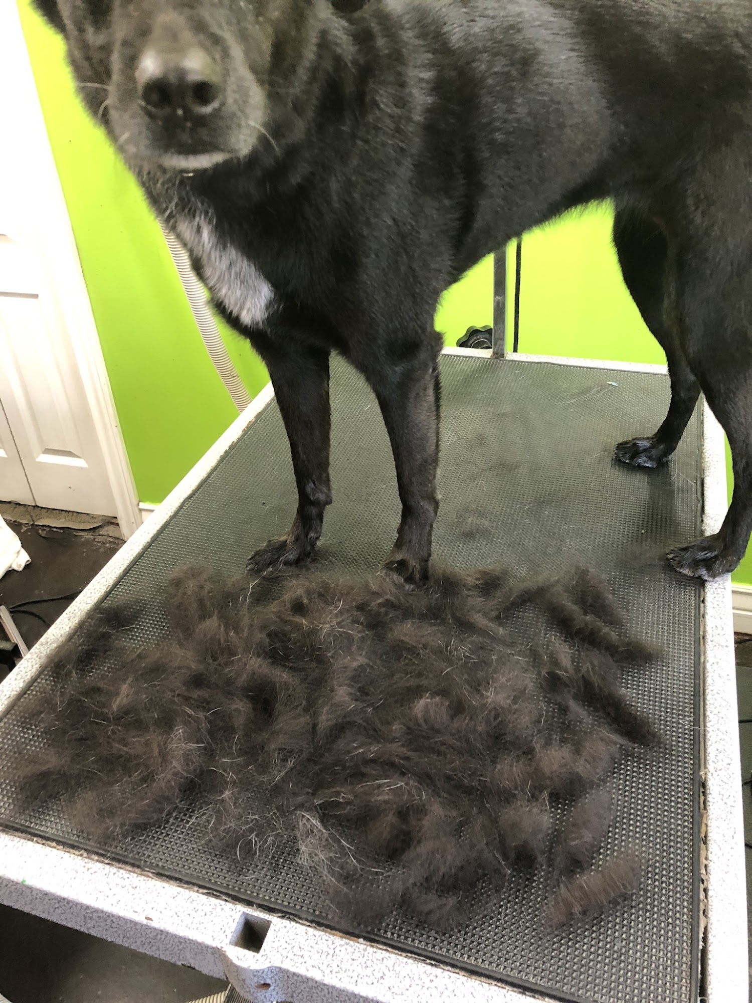 Brush Bath and Beyond - Pet grooming with love - Salt Lake City Salt Lake City