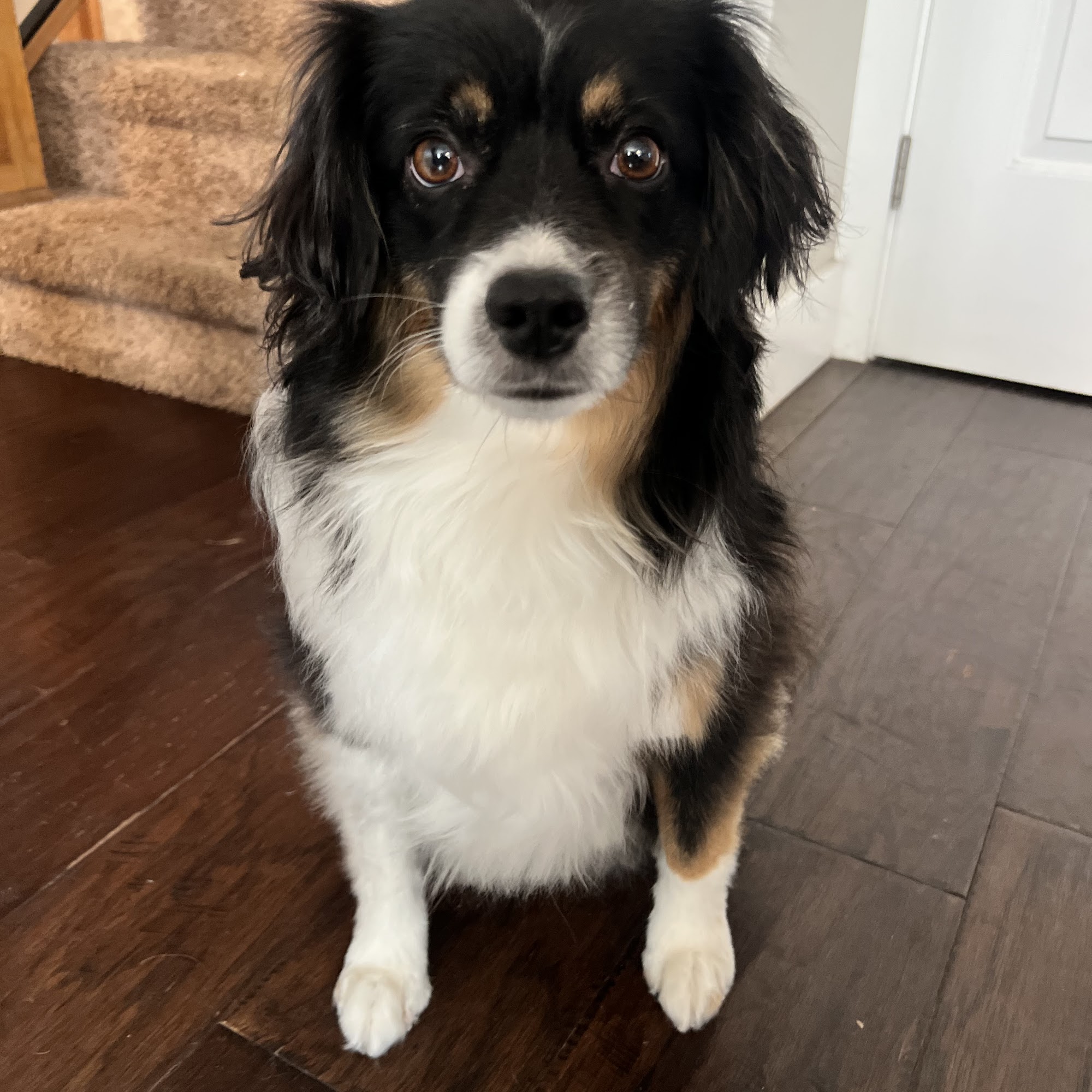 Sydnees Pet Grooming Salt Lake City