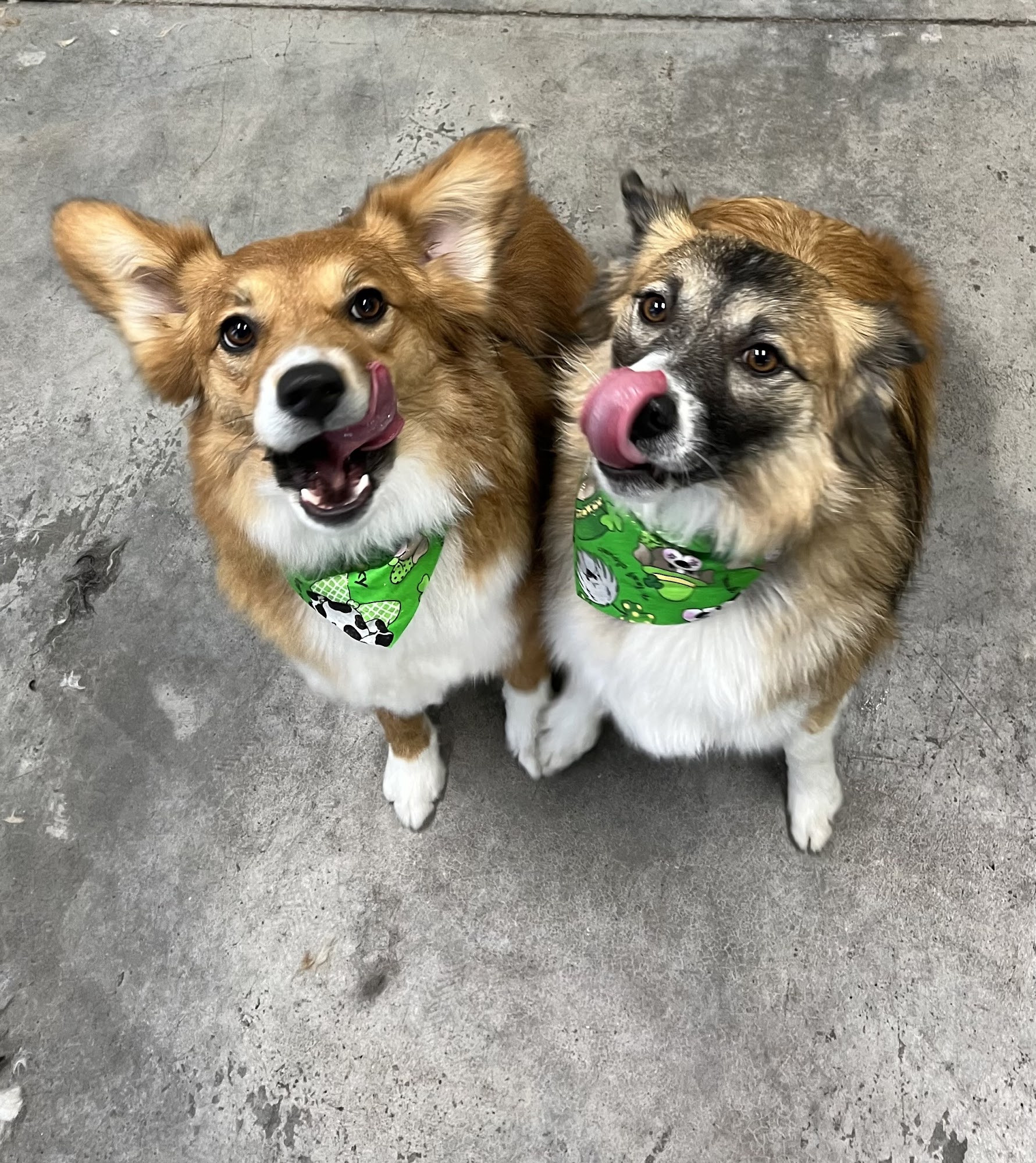 Sydnees Pet Grooming Salt Lake City