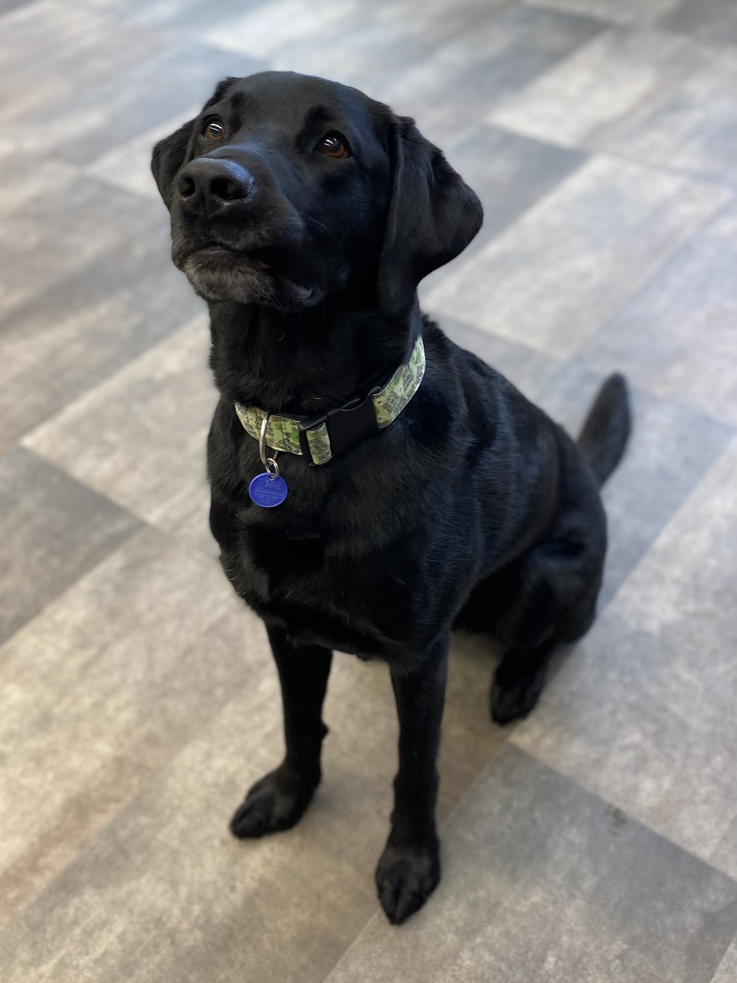 Pups groom. train. love. Salt Lake City