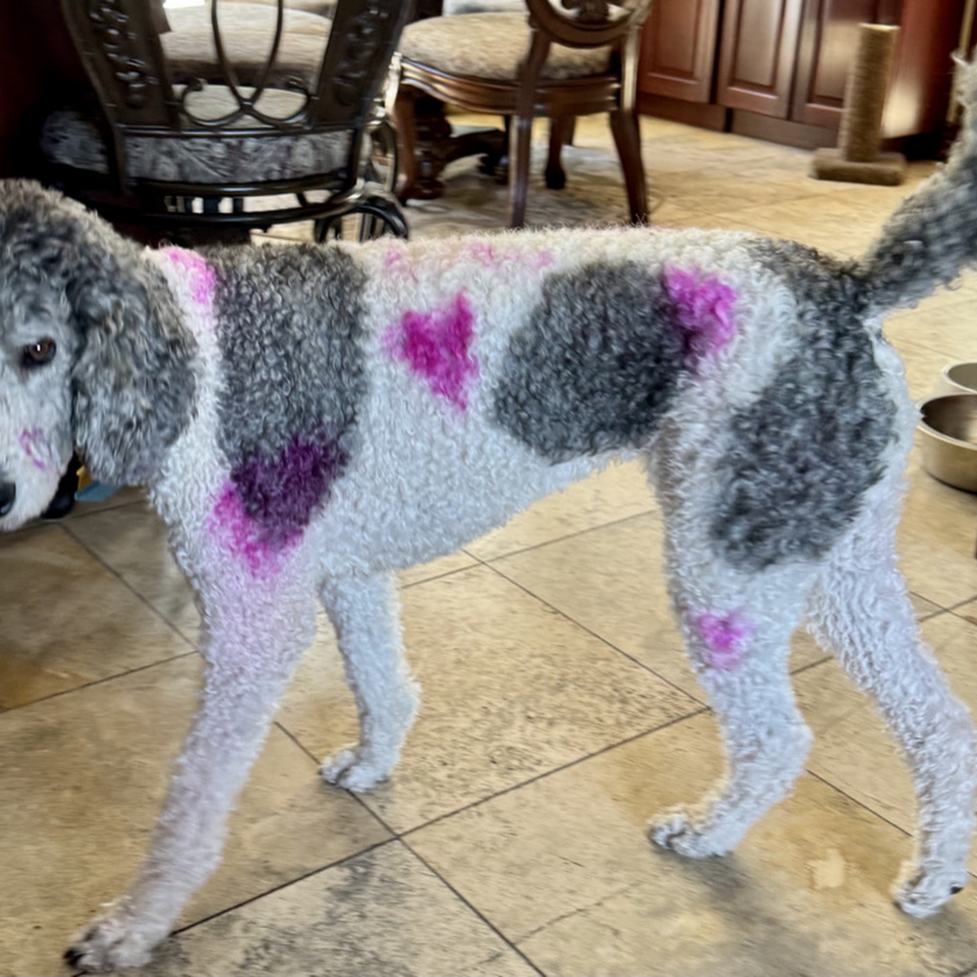 Cowboy Joe's Dog Boarding Salt Lake City