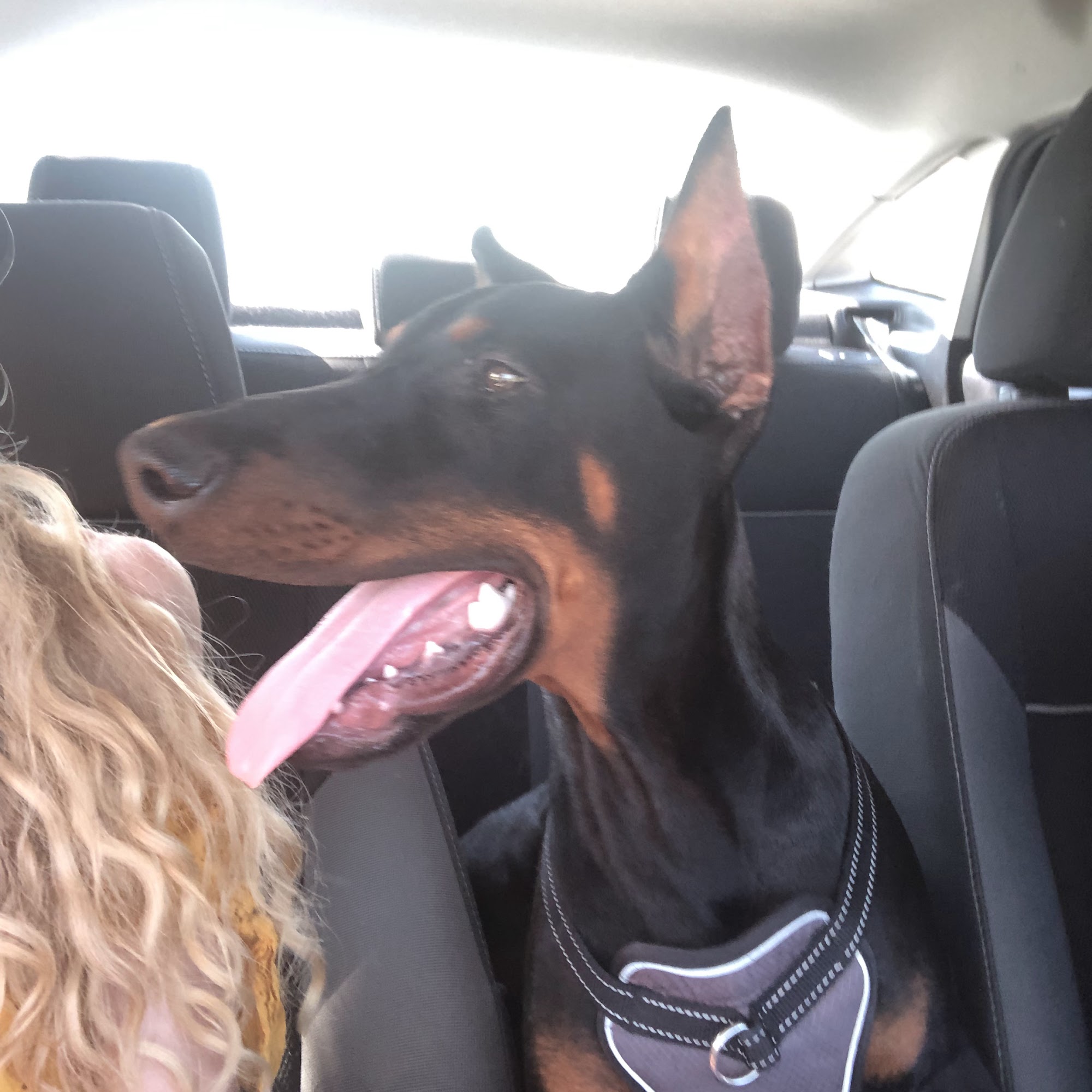 Sandy Animal Clinic Sandy