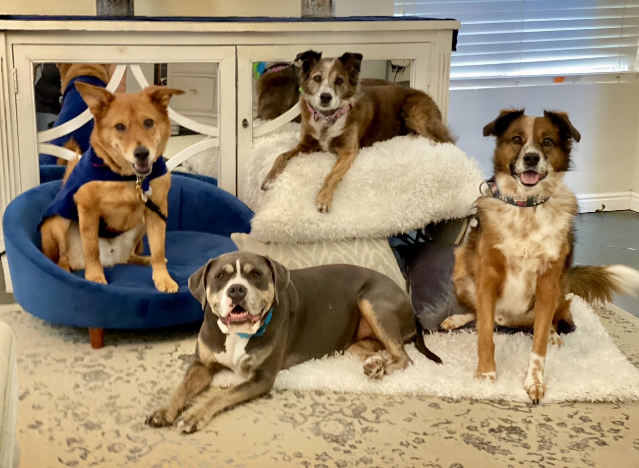 VCA Mountain View Animal Hospital Sandy