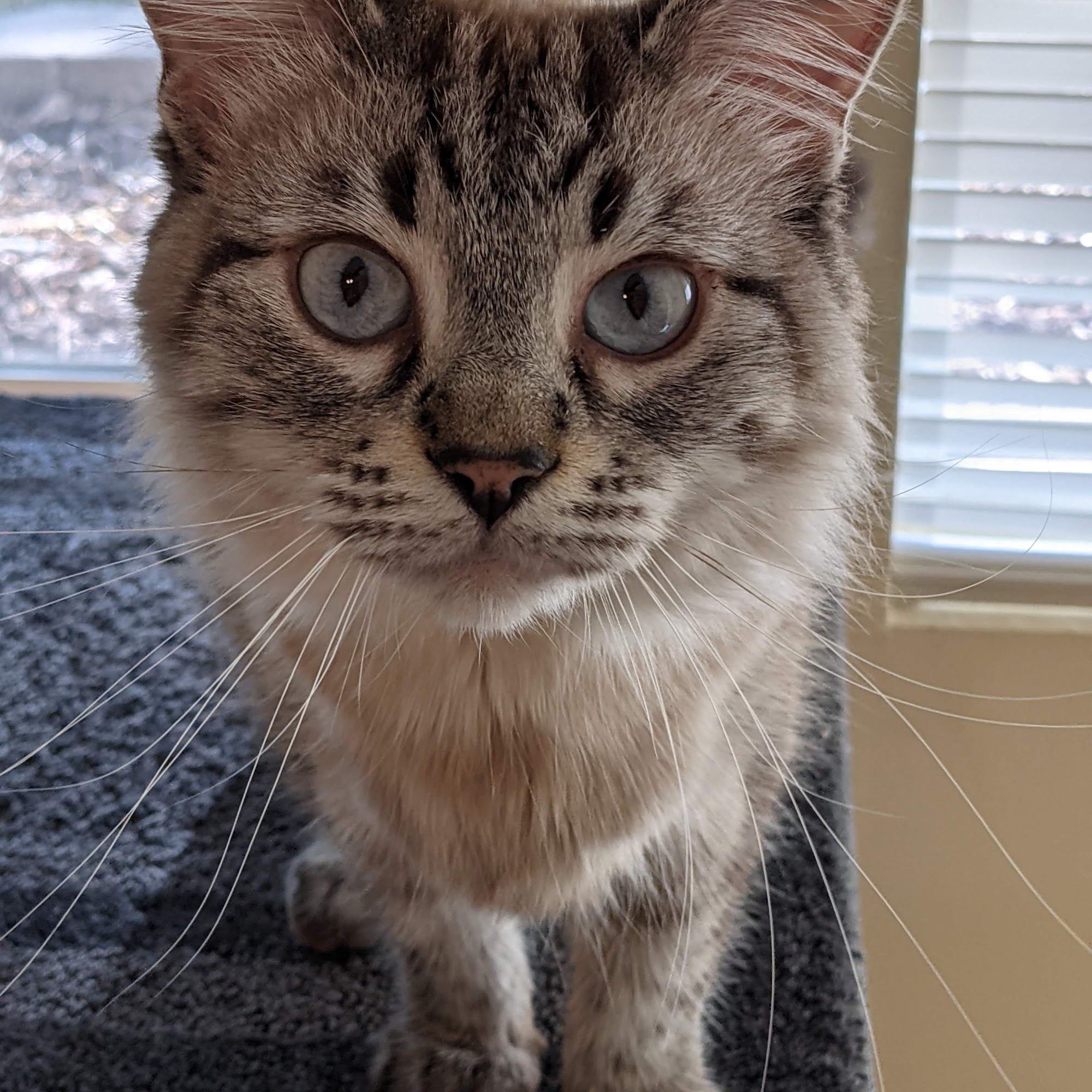 Alta Veterinary Hospital Sandy