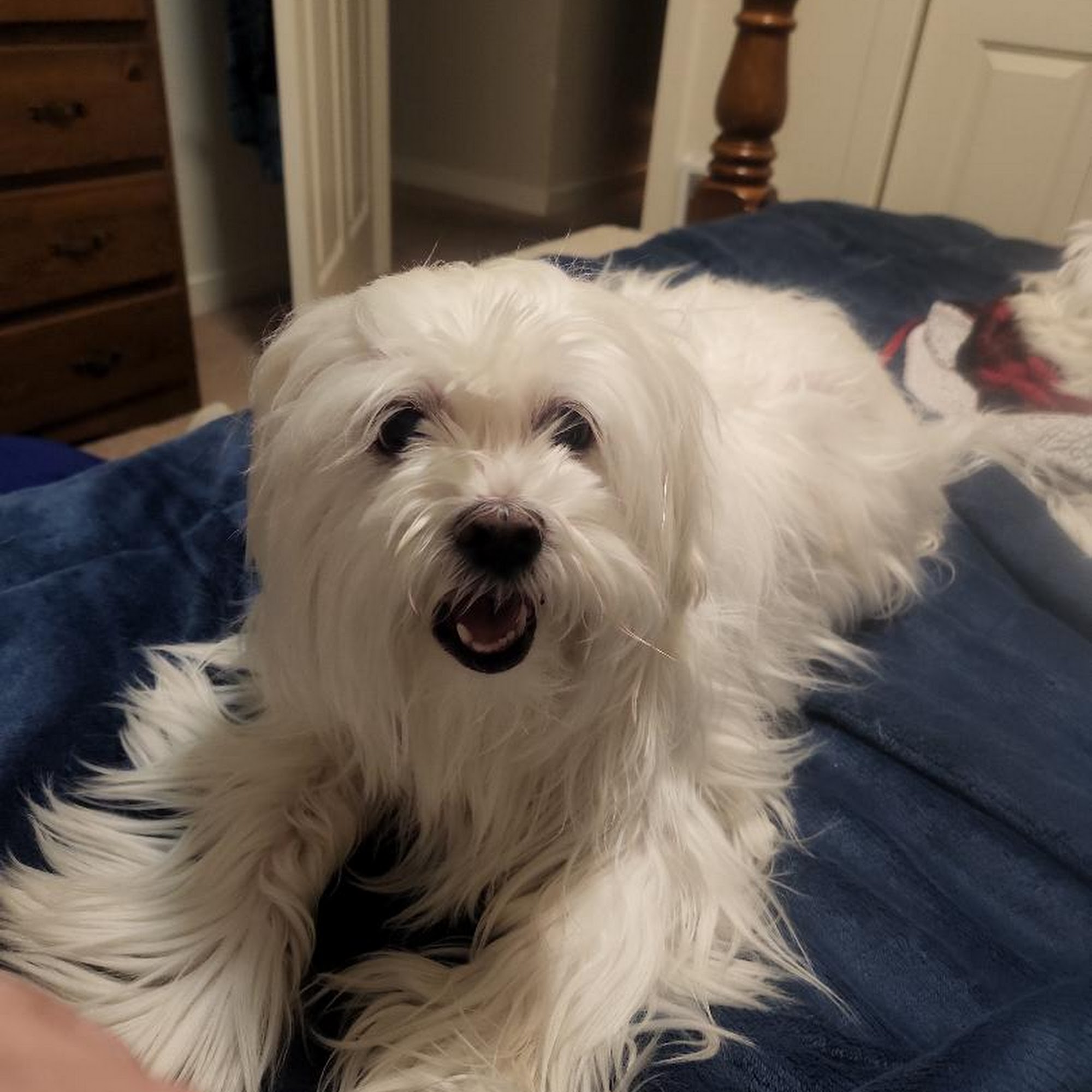 Utah Animal Adoption Center Sandy