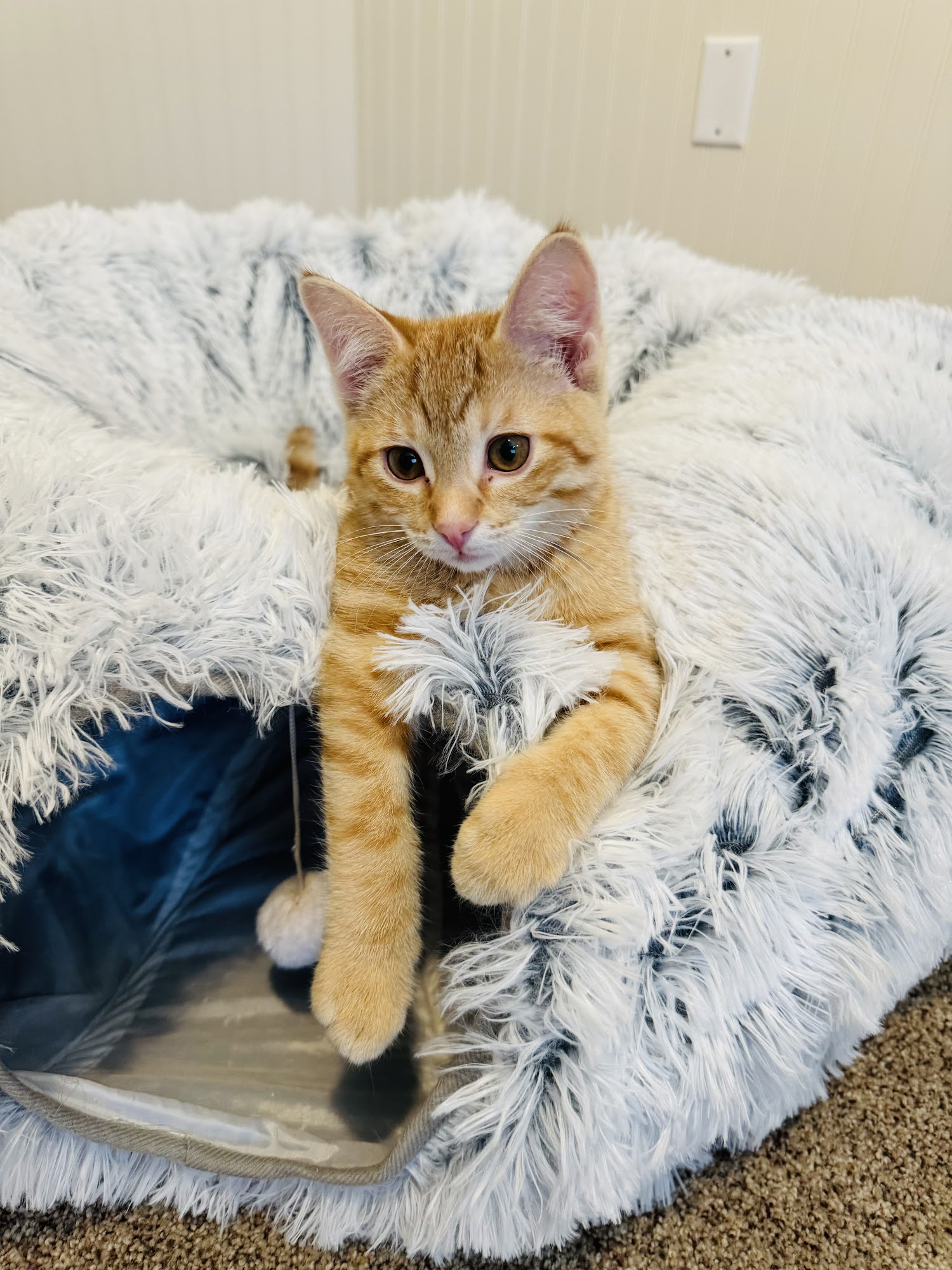 Utah Animal Adoption Center Sandy