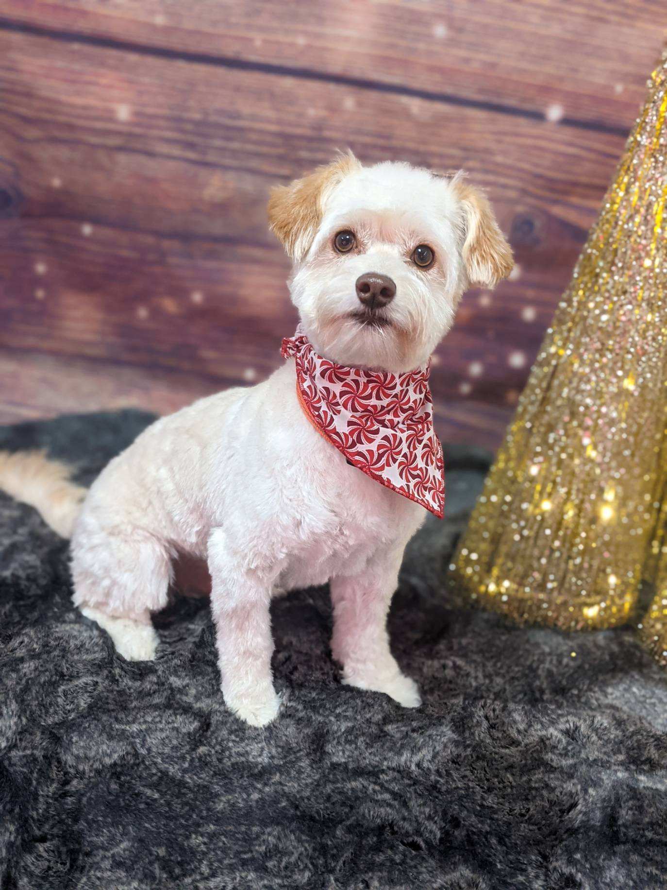 Fur The Love! Dog Grooming Studio Sandy