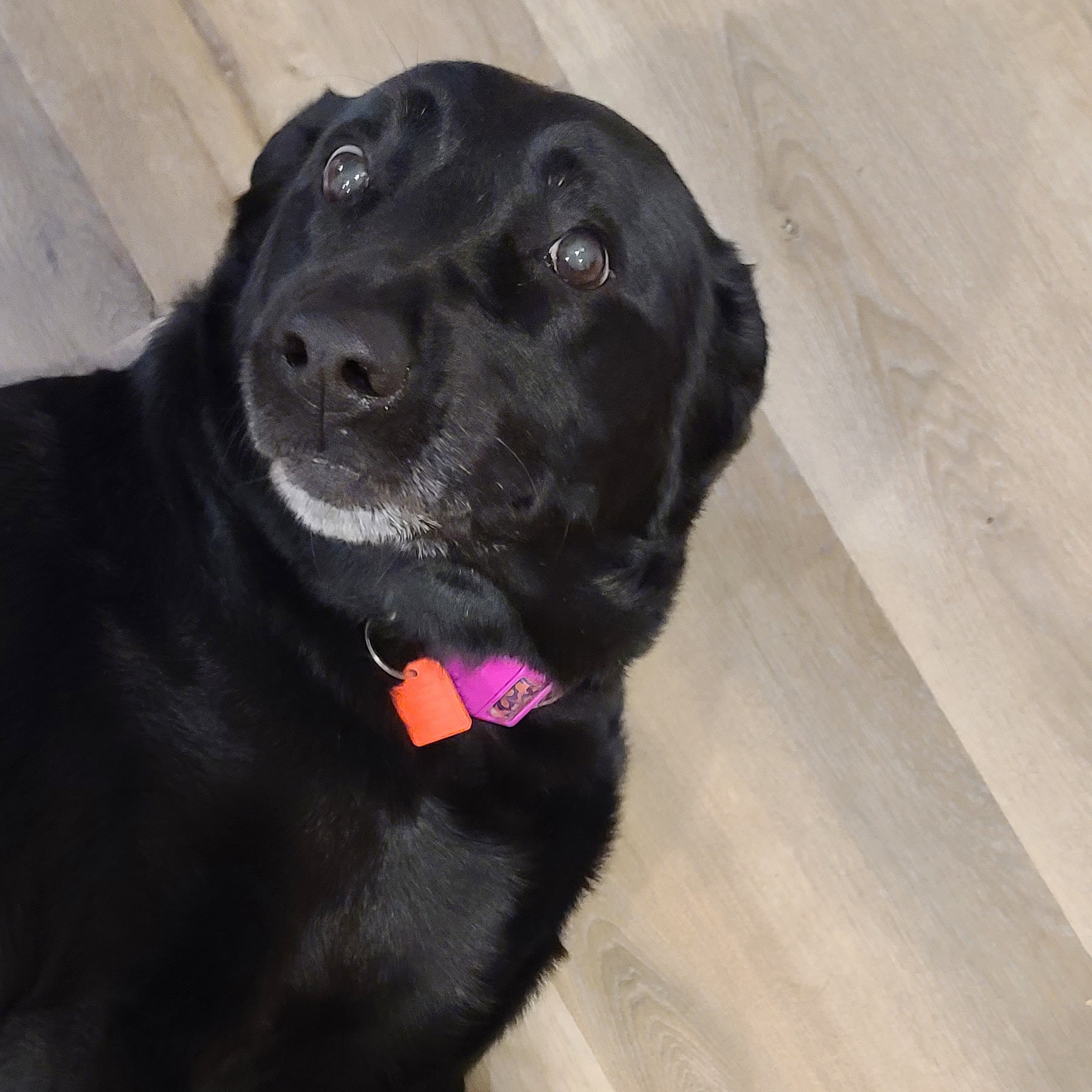 Sup Dog Grooming Sandy