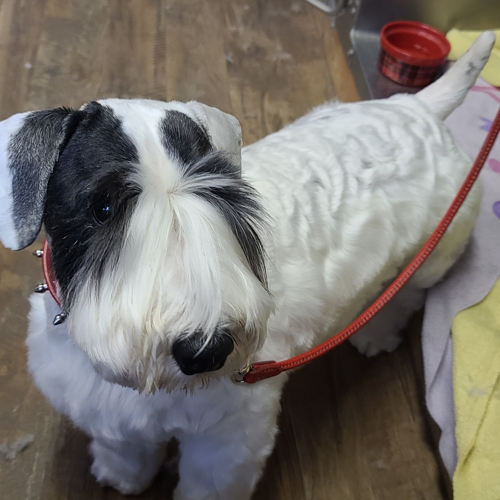 Sup Dog Grooming Sandy