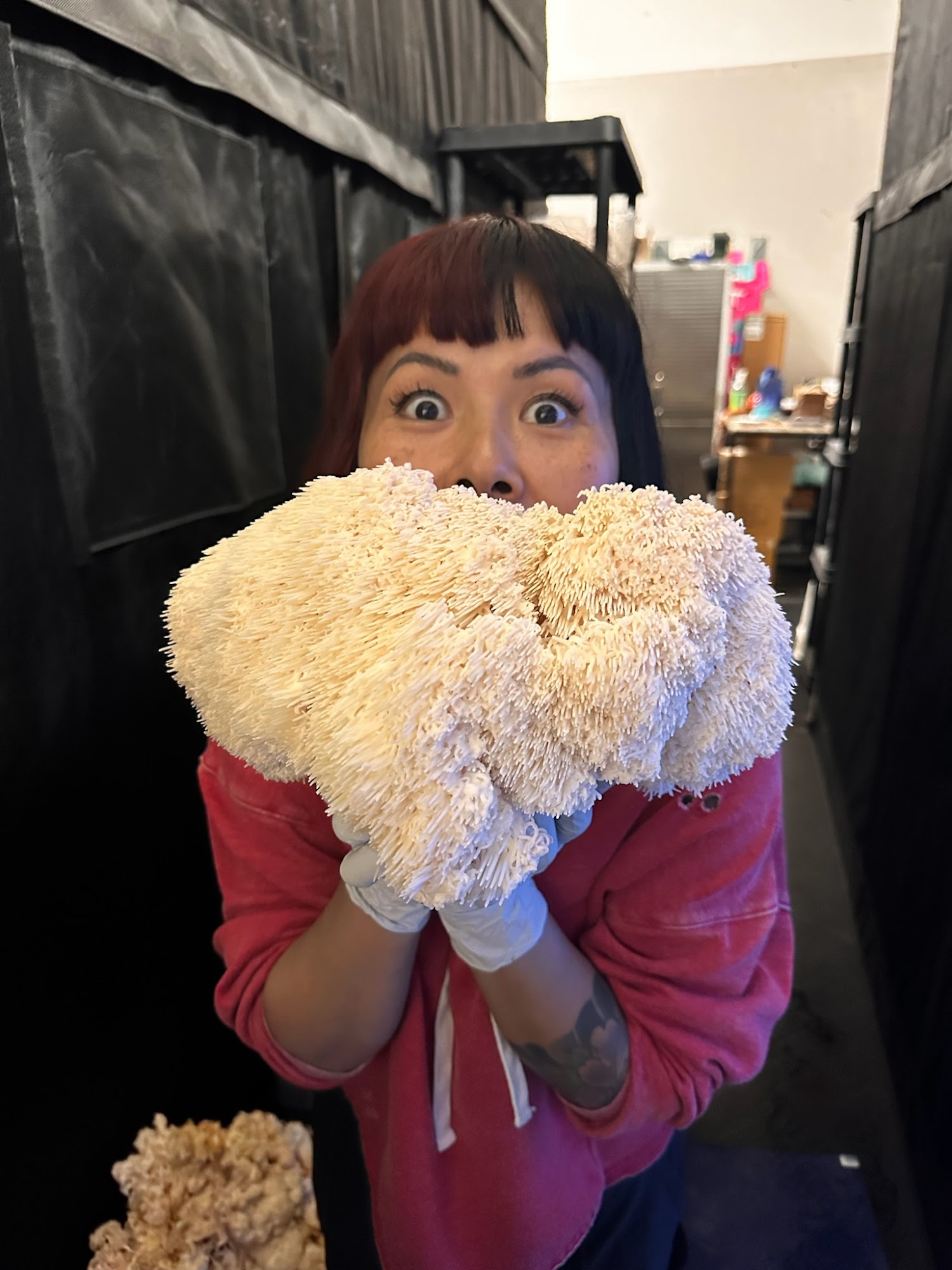 mycel mushrooms Sandy