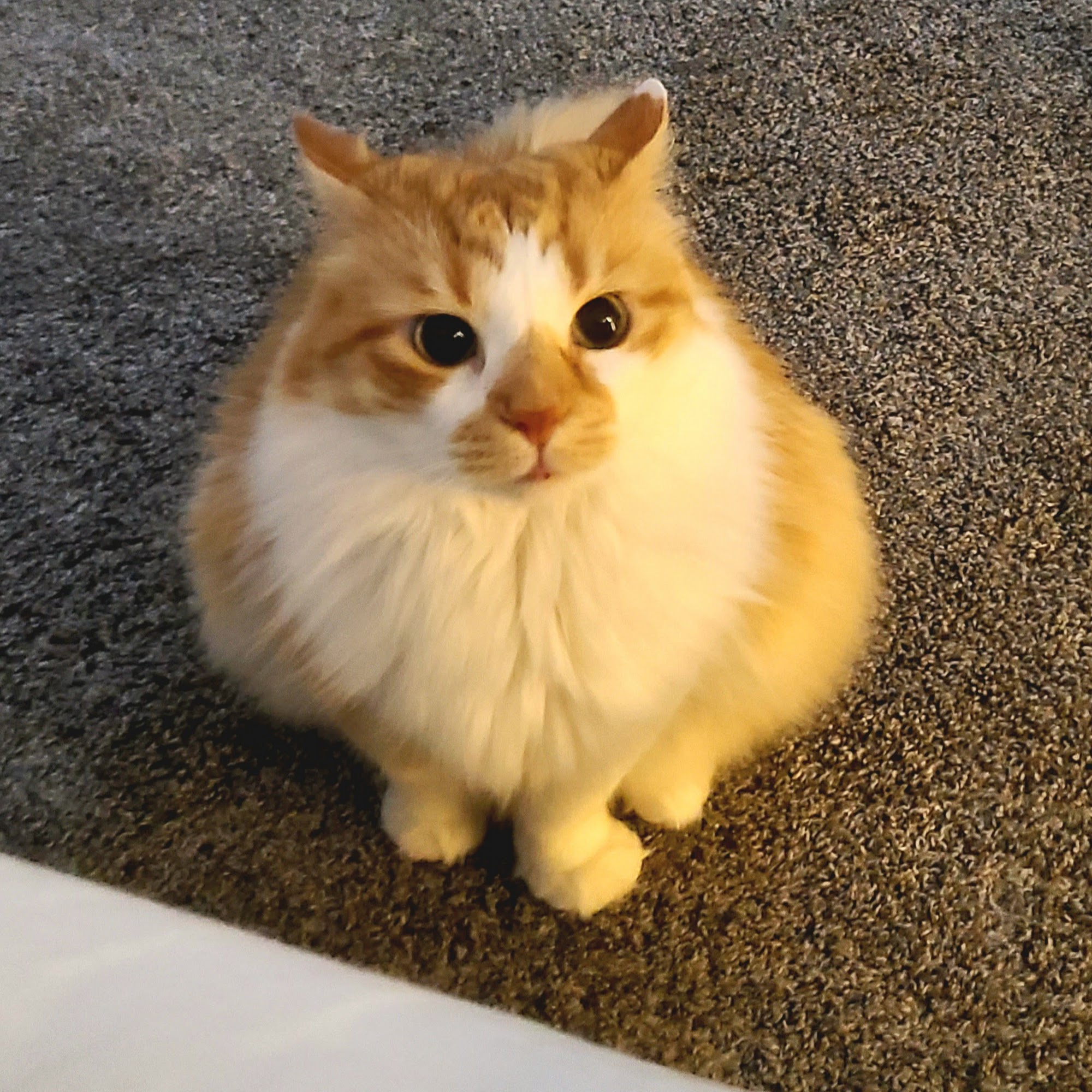 Saratoga Springs Animal Hospital Saratoga Springs