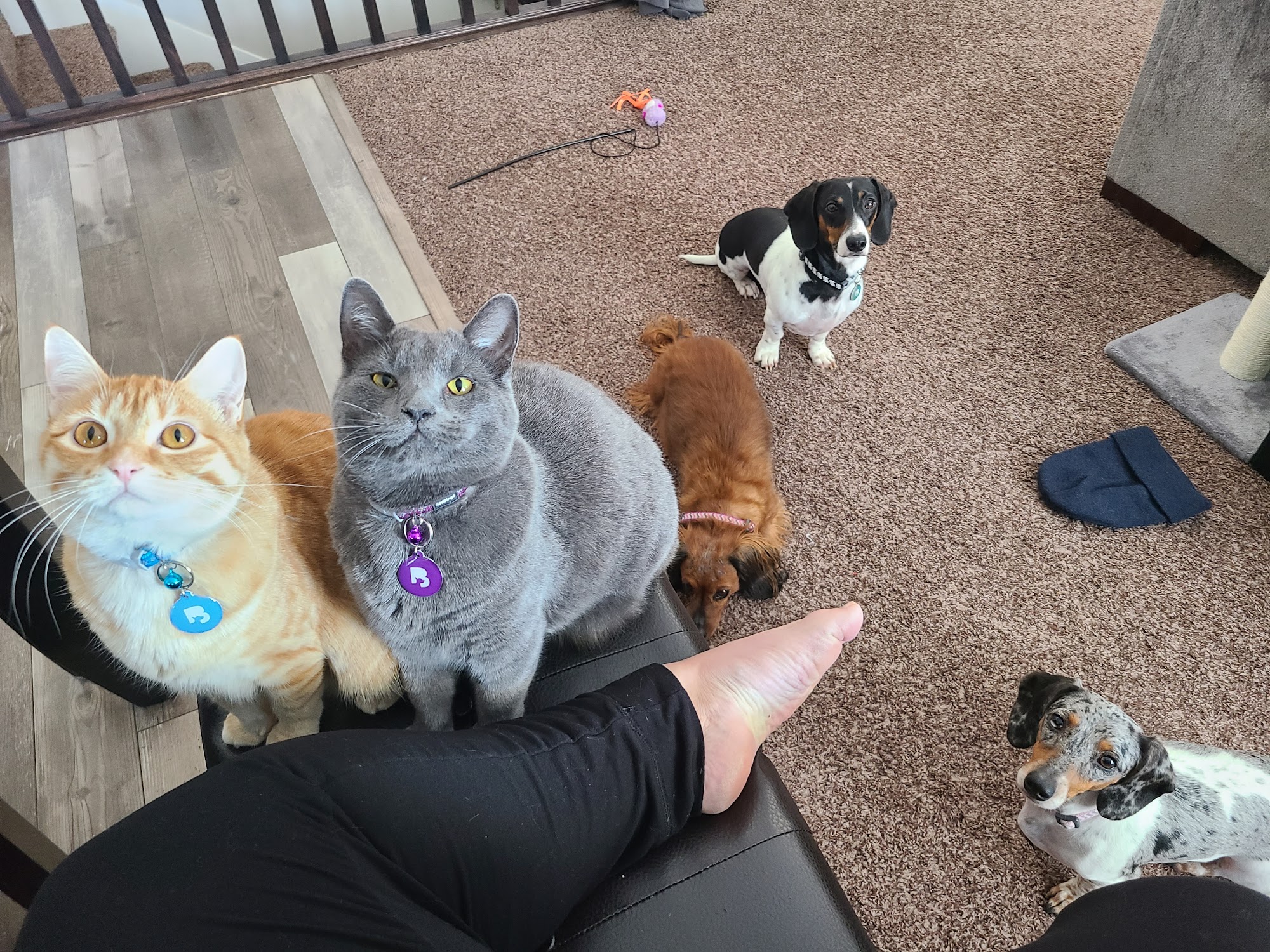 A Gentle Vet South Jordan