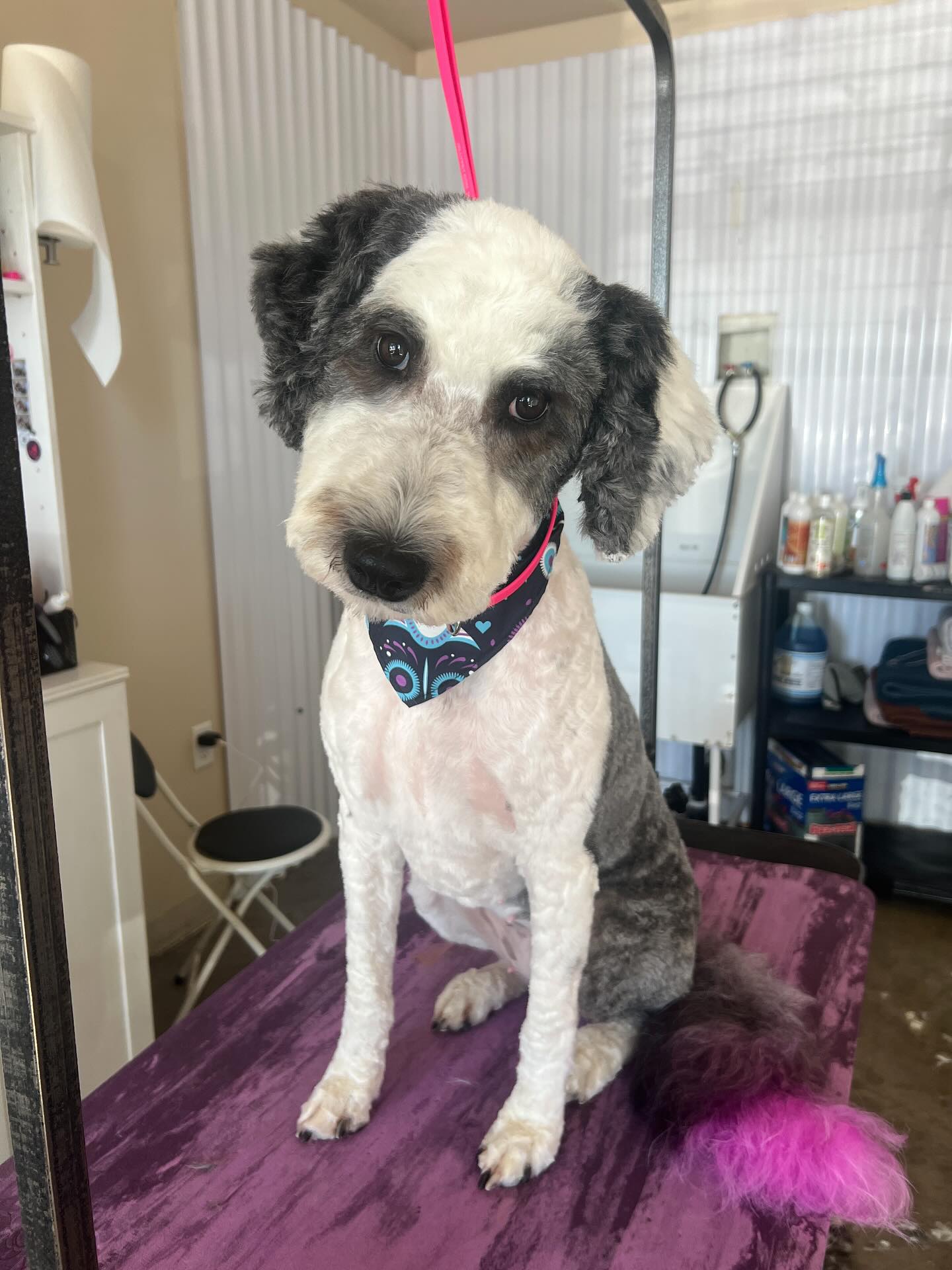 Pet Shine South Jordan