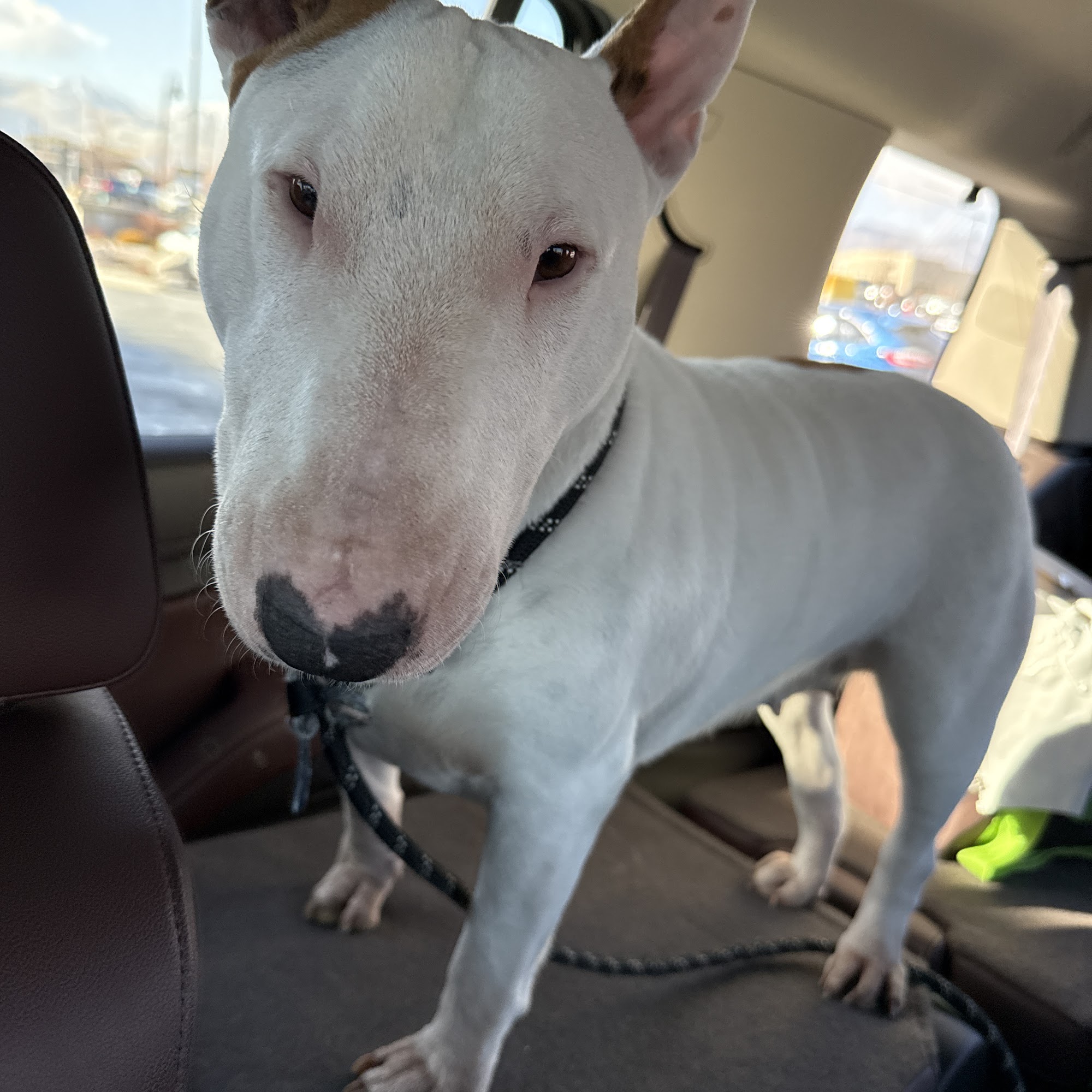 Scenthound Herriman South Jordan