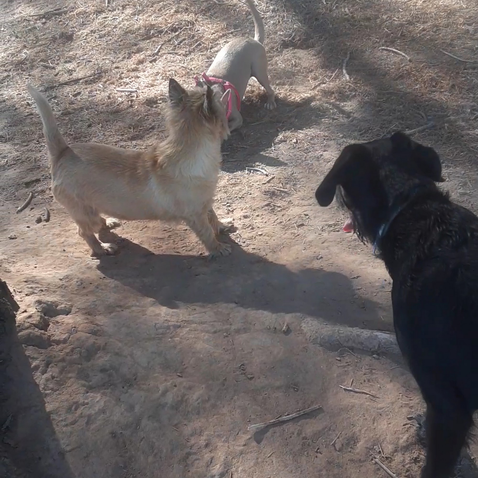 South Ogden Dog Park South Ogden