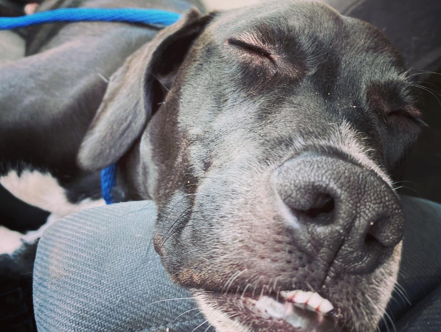 Bark & Biscuit South Salt Lake