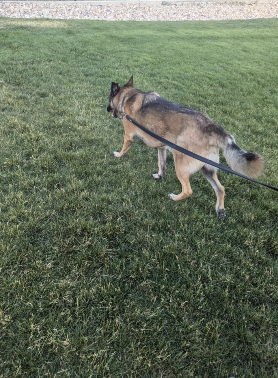 Spanish Fork Dog Park Spanish Fork