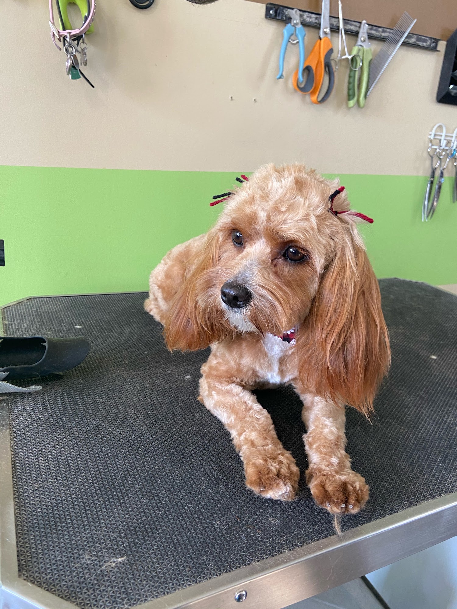 The Pooch Parlor Spanish Fork