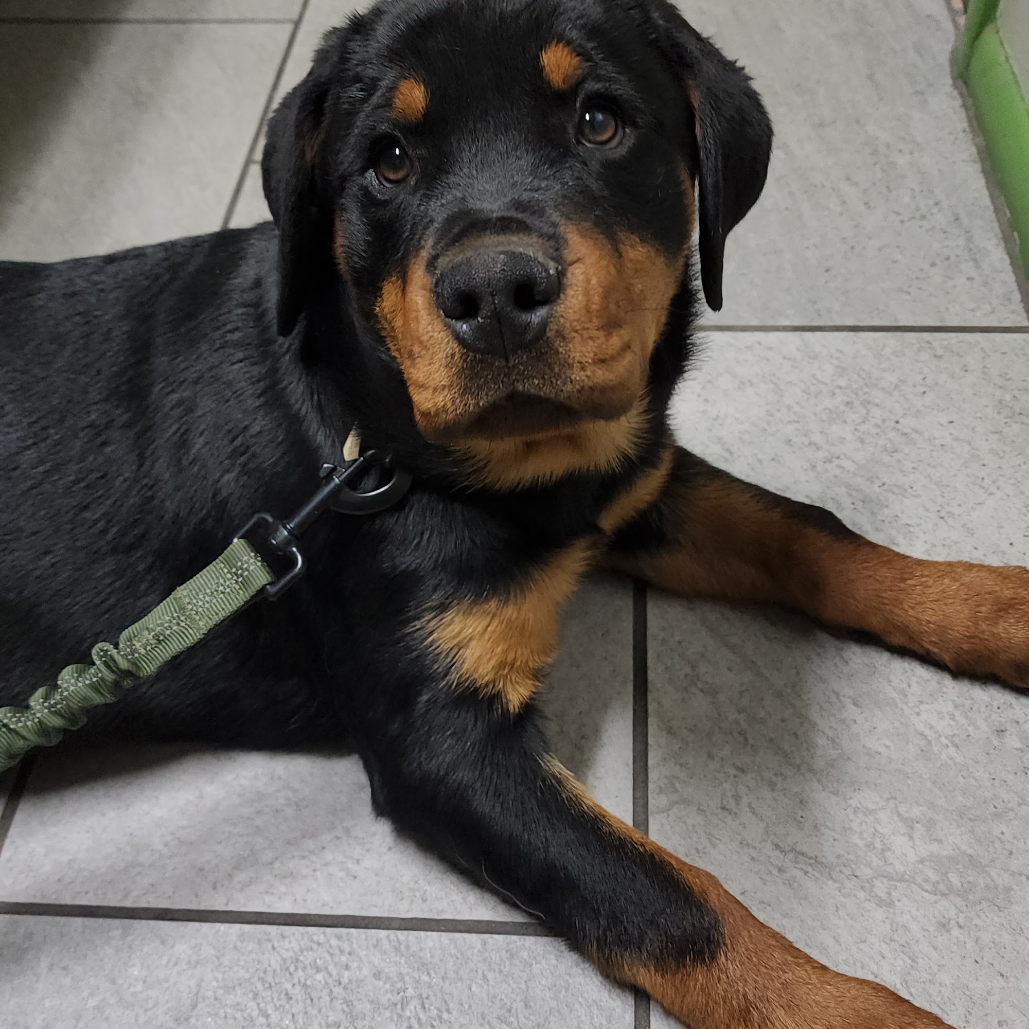 Mountain West Animal Hospital Springville