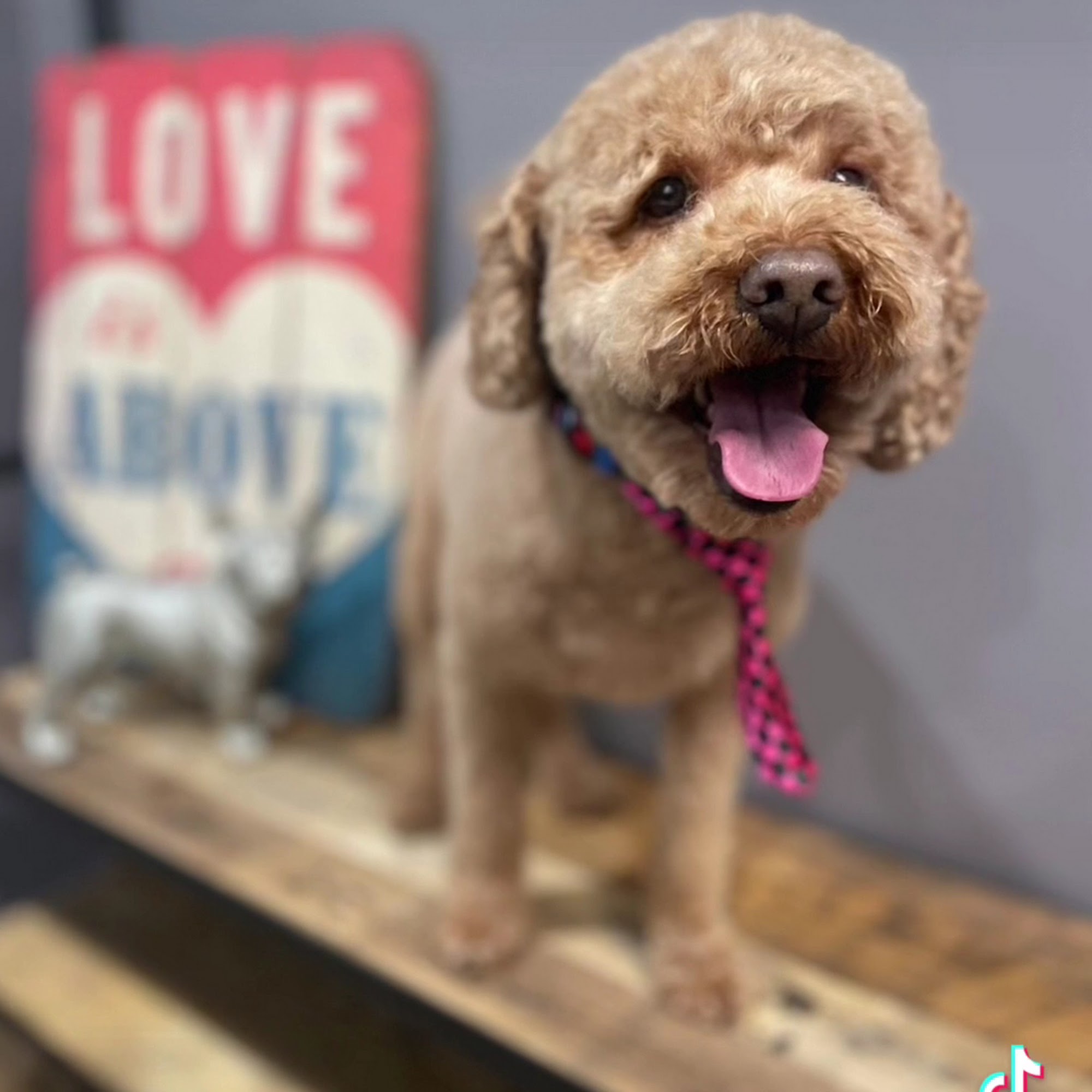 Poochie Doo's Grooming Salon @poochiedoosgroomingsalon Springville